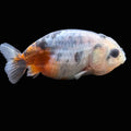 Baby Ranchu  Calico 2"-2.5" in. ID#508R3A-016