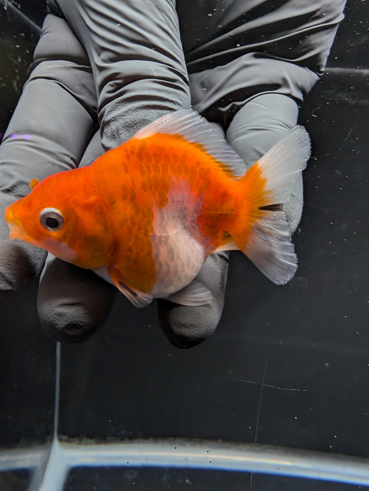 Baby Thai Shogun Oranda Red White 2"-2.5" in. ID#1016BSG11A-006