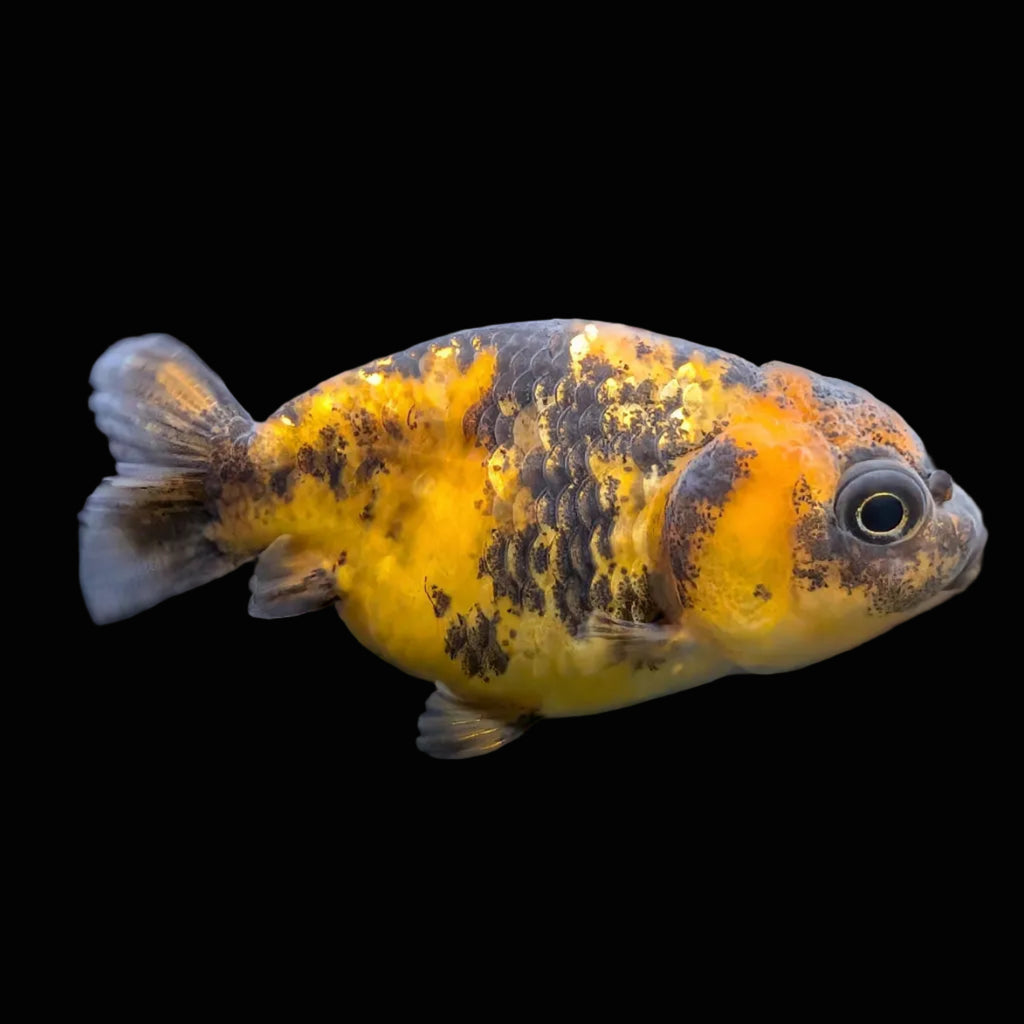 Baby Ranchu  Calico 2"-2.5" in. ID#508R3A-019