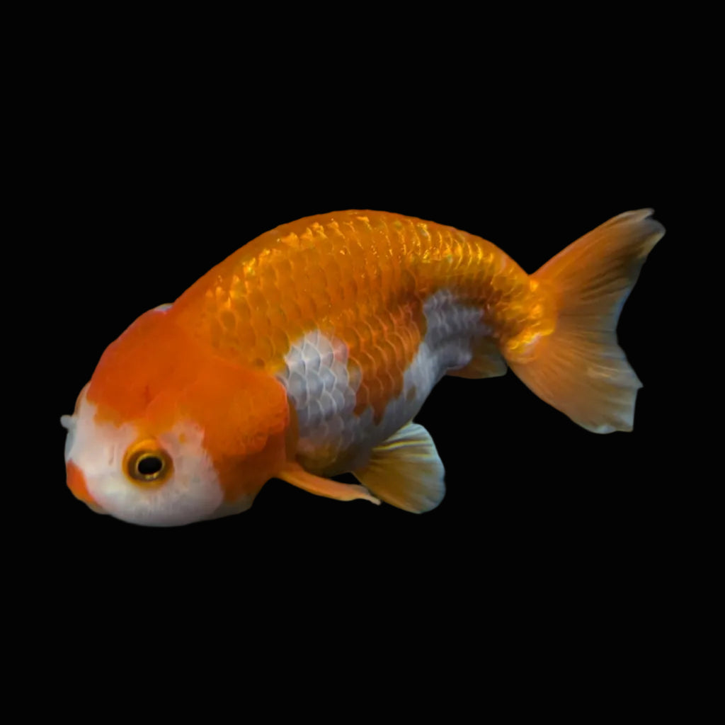 Ranchu Red White 3.5"-4"in. ID#821R4A-053