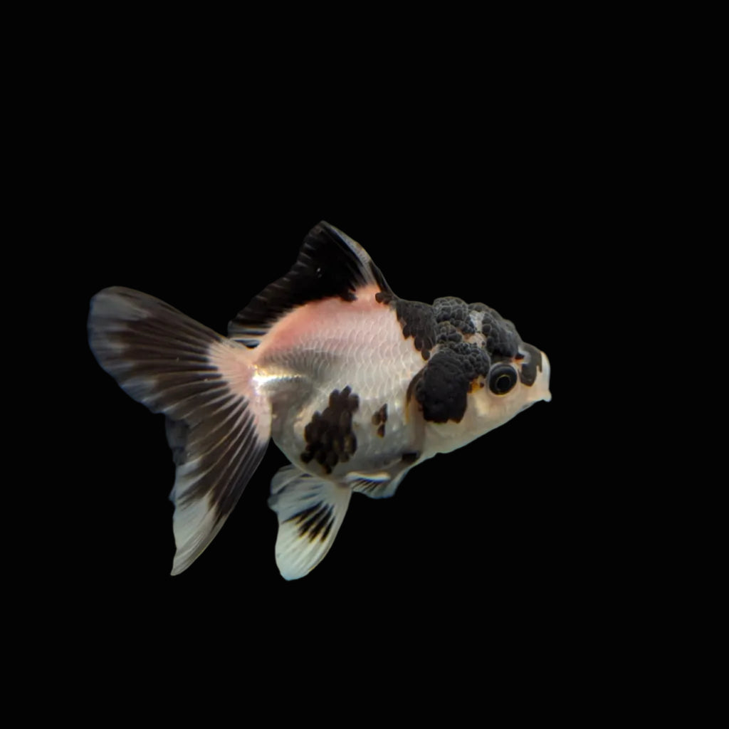 Juvenile Oranda Panda 3.5"-4" in.  ID#320T13b-007