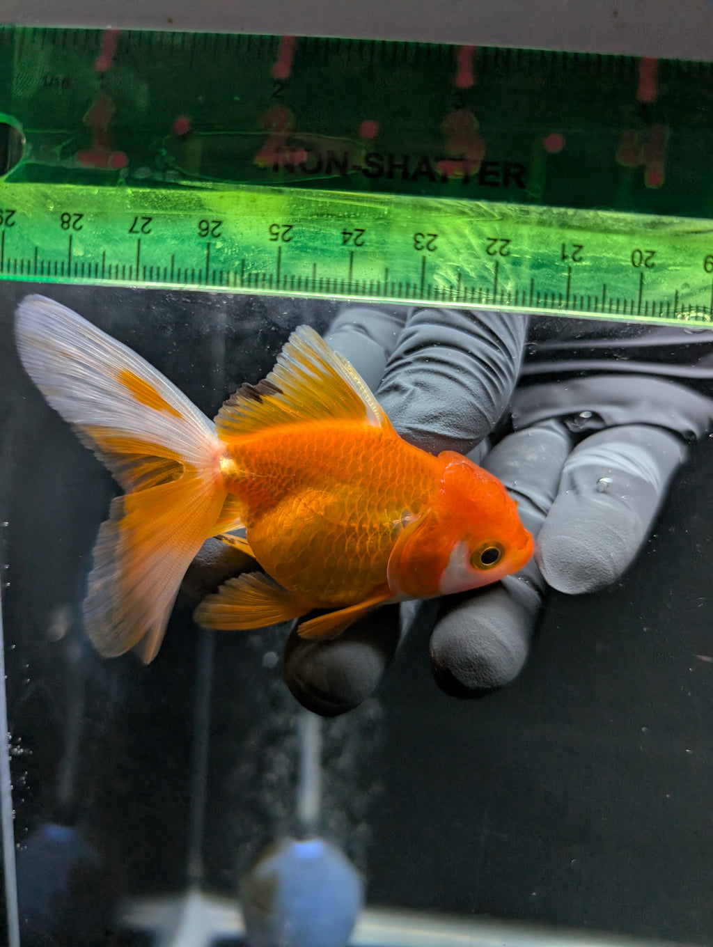 Juvenile Oranda  Red White 3"-3.5"in.  ID#619T1A-013