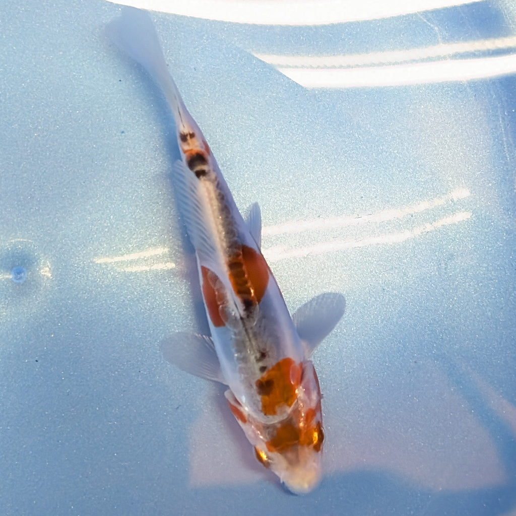 Shusui Koi  4"in. ID#806BFK-015