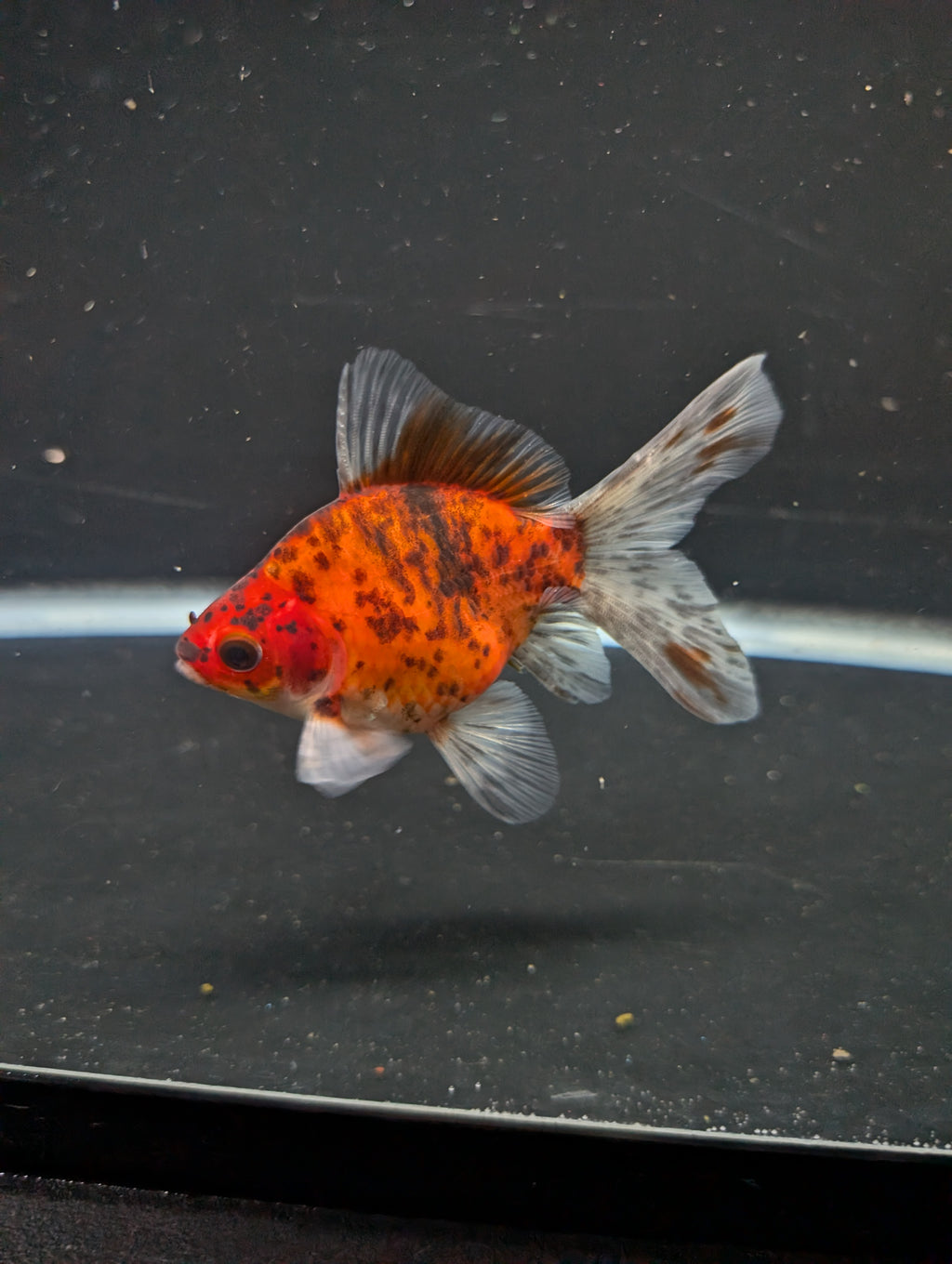 Tamasaba Calico 3"-3.5" in. ID#1009TM1B-010