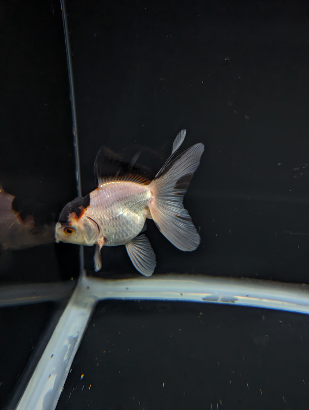 Thai Juvenile Oranda Tricolor 3"-3.5" in.  ID#717T1A-004