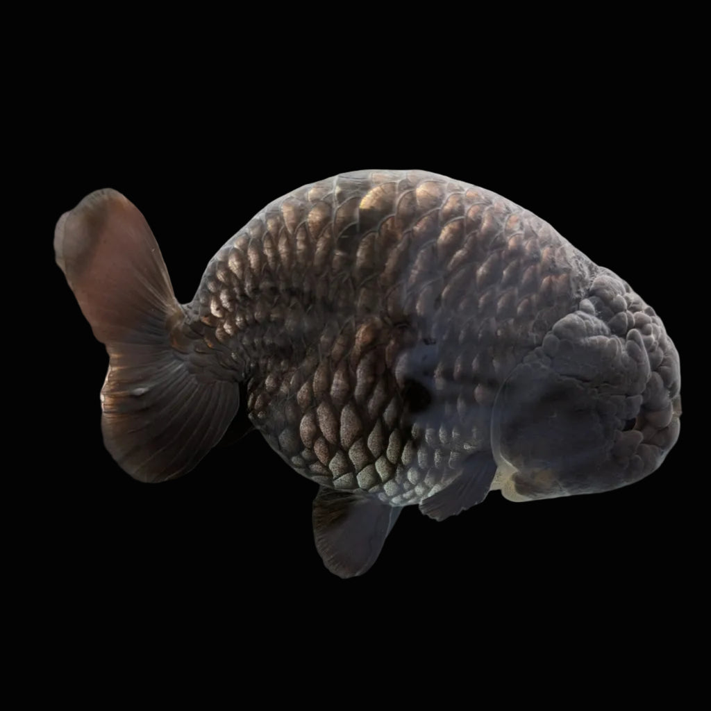 Jumbo Ranchu Dragon Scale Blue / Black 4.5"-5" in. ID#1009R8A-055