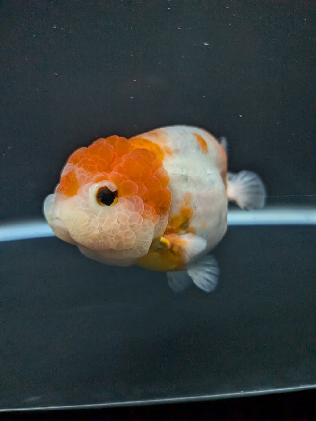 Jumbo Ranchu Sakura 4.5"-5" in. ID#828R8A-054