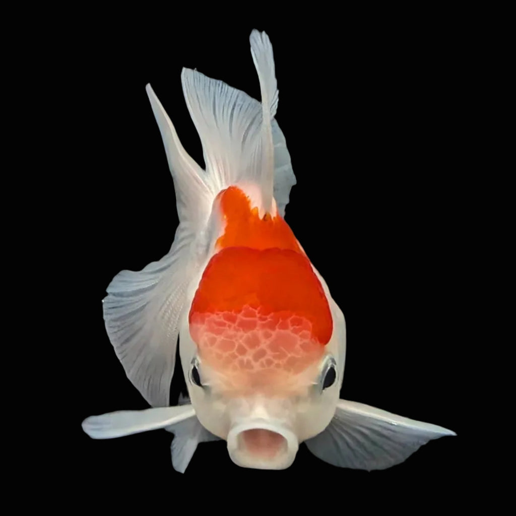 Juvenile Oranda Tricolor 3.5"-4" in.  ID#417T7A-001