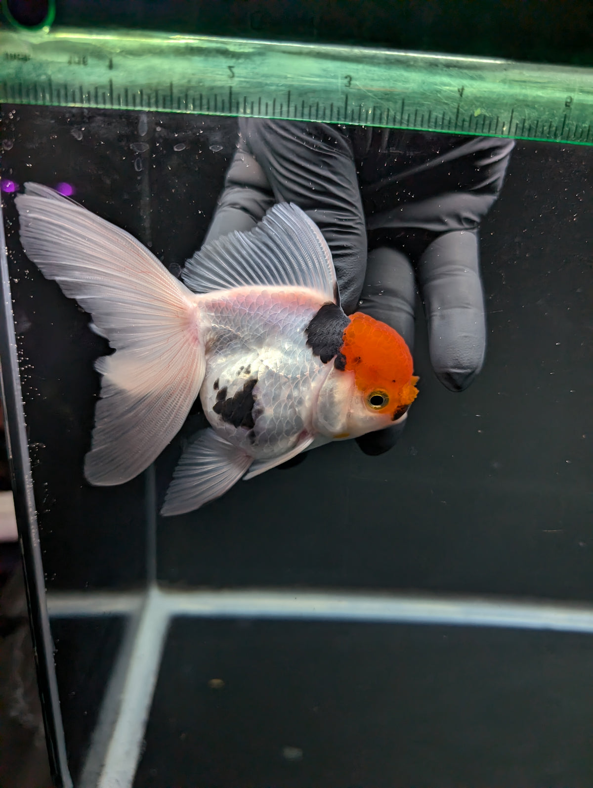 Thai Oranda Tricolor 4"-4.5"in.  ID#1016T1A-006