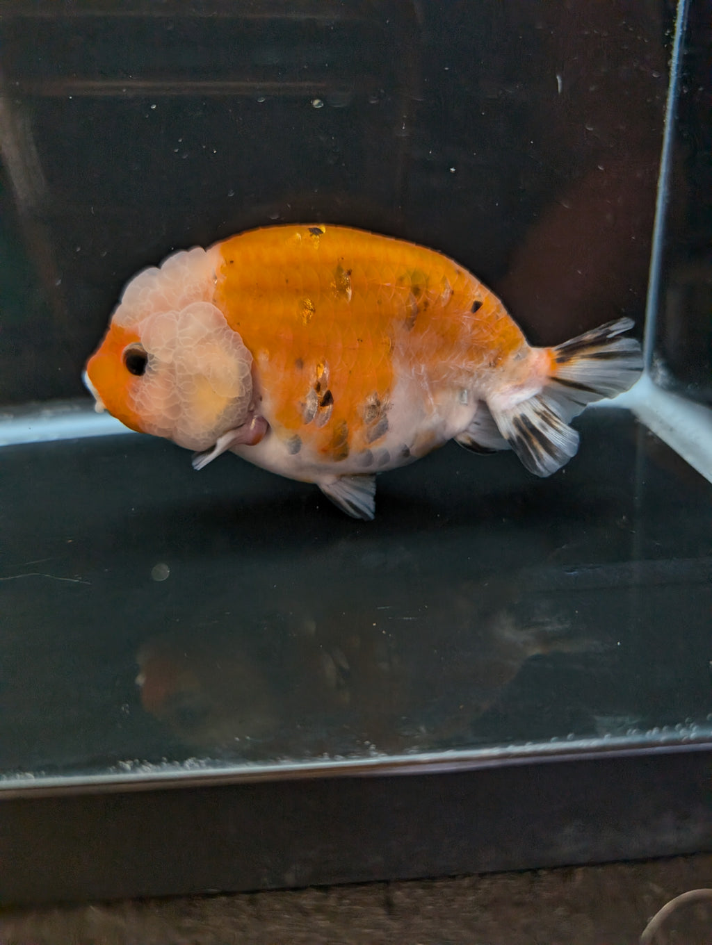 Jumbo Ranchu Sakura Calico 4.5"-5" in. ID#814R8A-022
