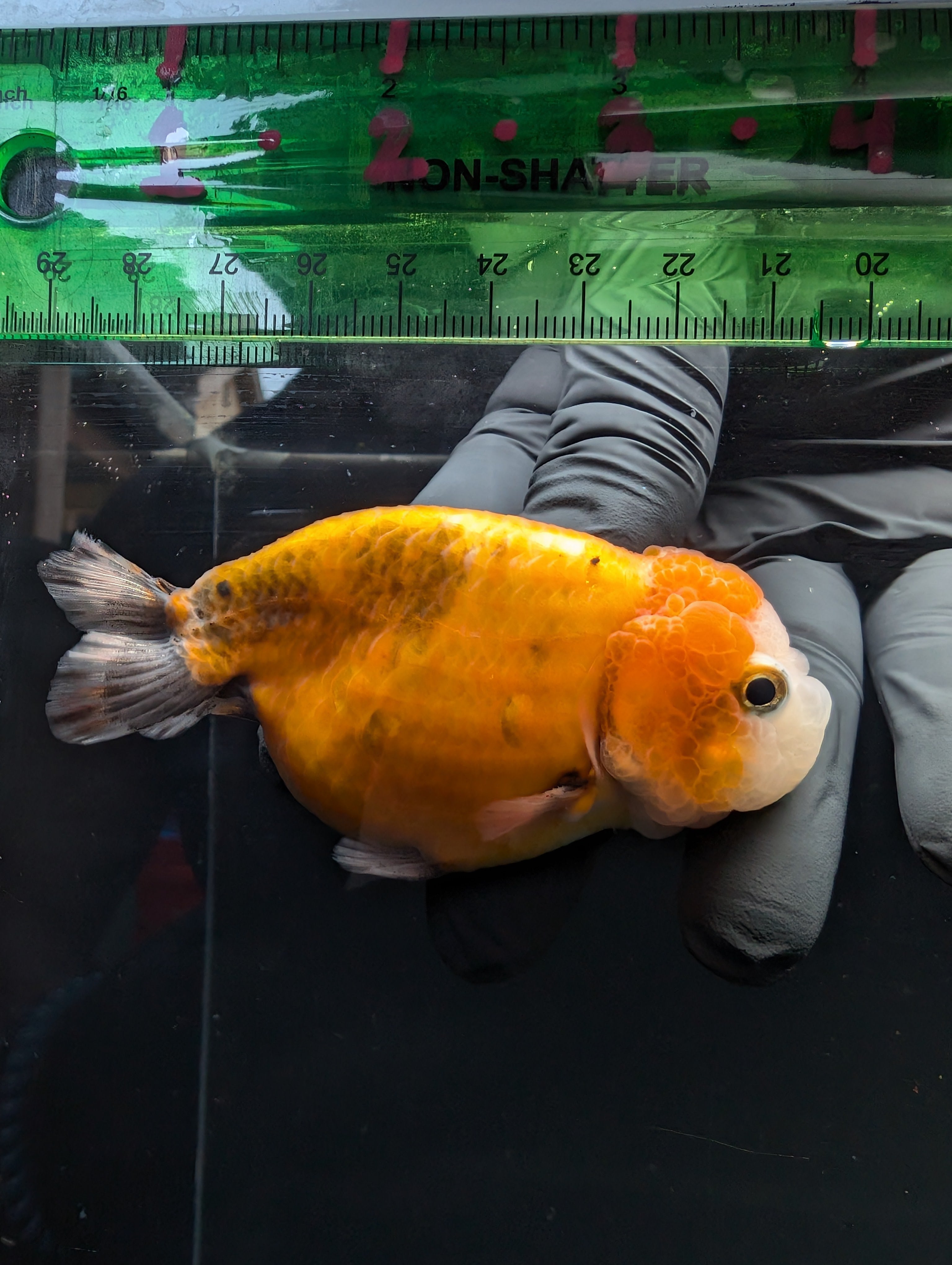 Jumbo Ranchu Calico 3.5"- 4" in. ID#717R8A-002