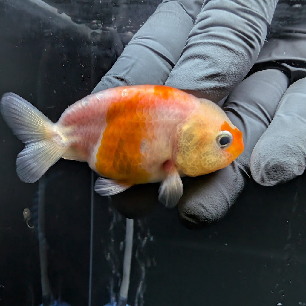 Ranchu Sakura 3"-3.5" in. ID#522R4A-007