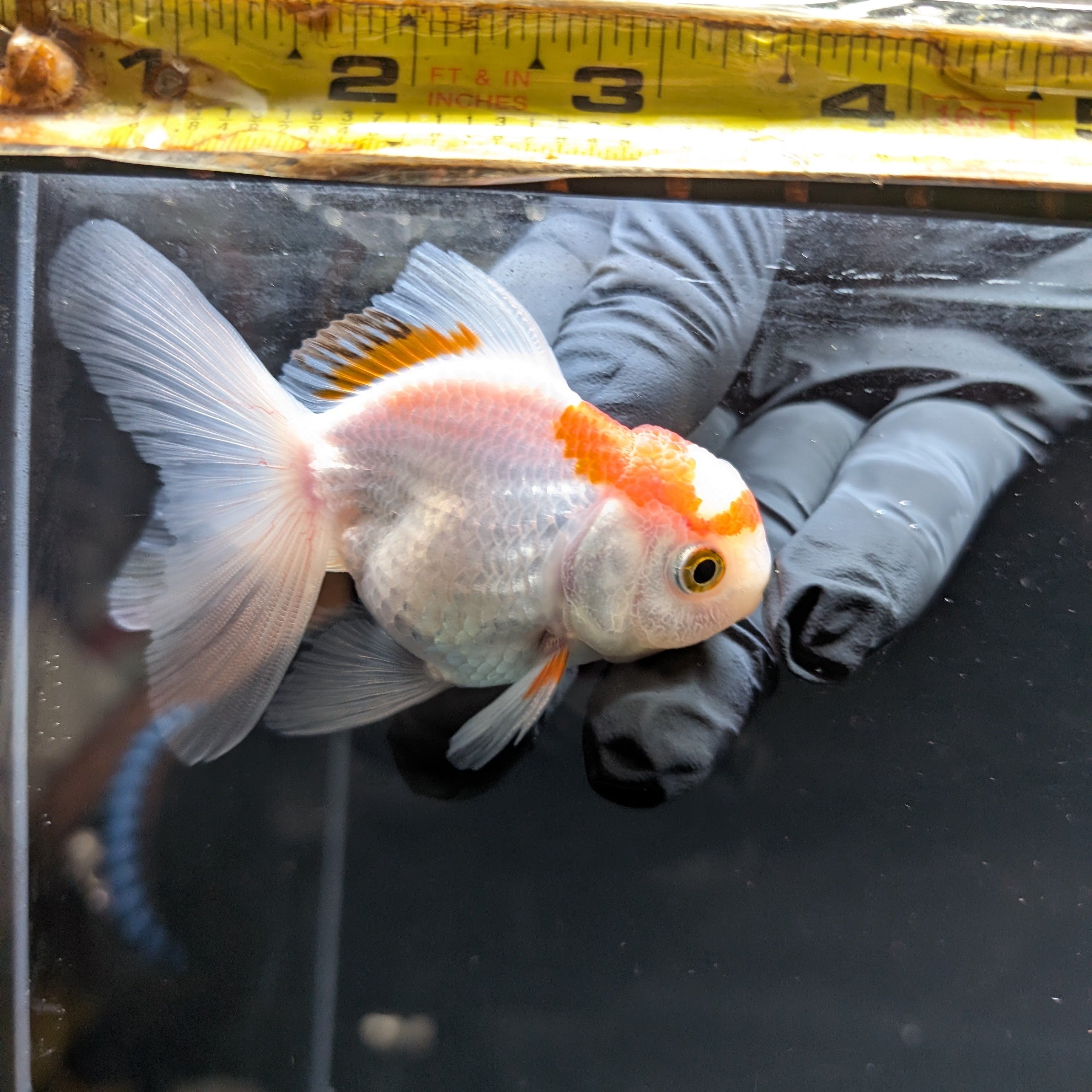 Juvenile Oranda Tricolor 3.5"-4" in.  ID#508T2A-026