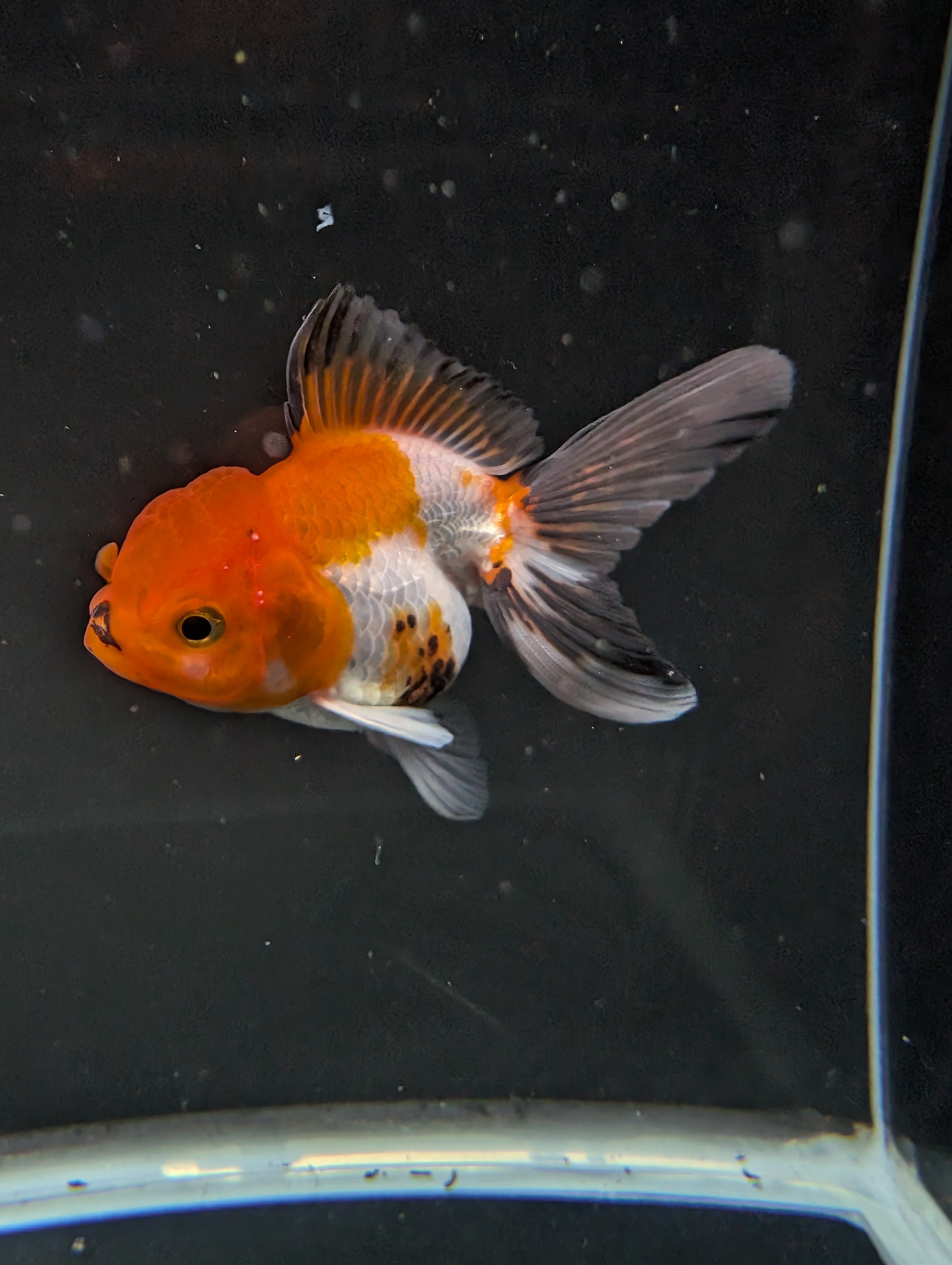 Juvenile Oranda Tricolor 3.5"-4" in.  ID#501T2A-003