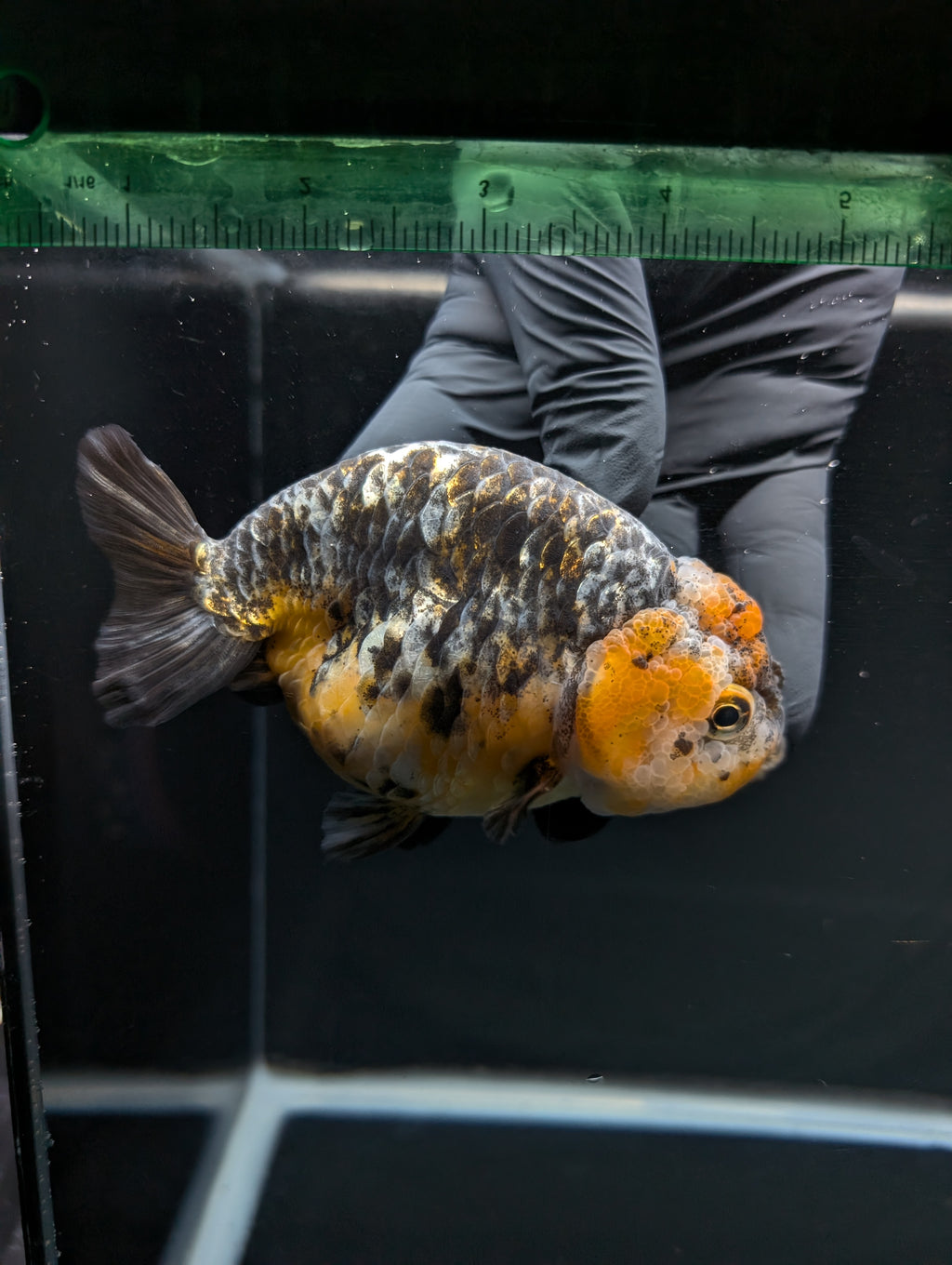Jumbo Ranchu Kirin Calico 4.5"-5" in. ID#828R8A-051