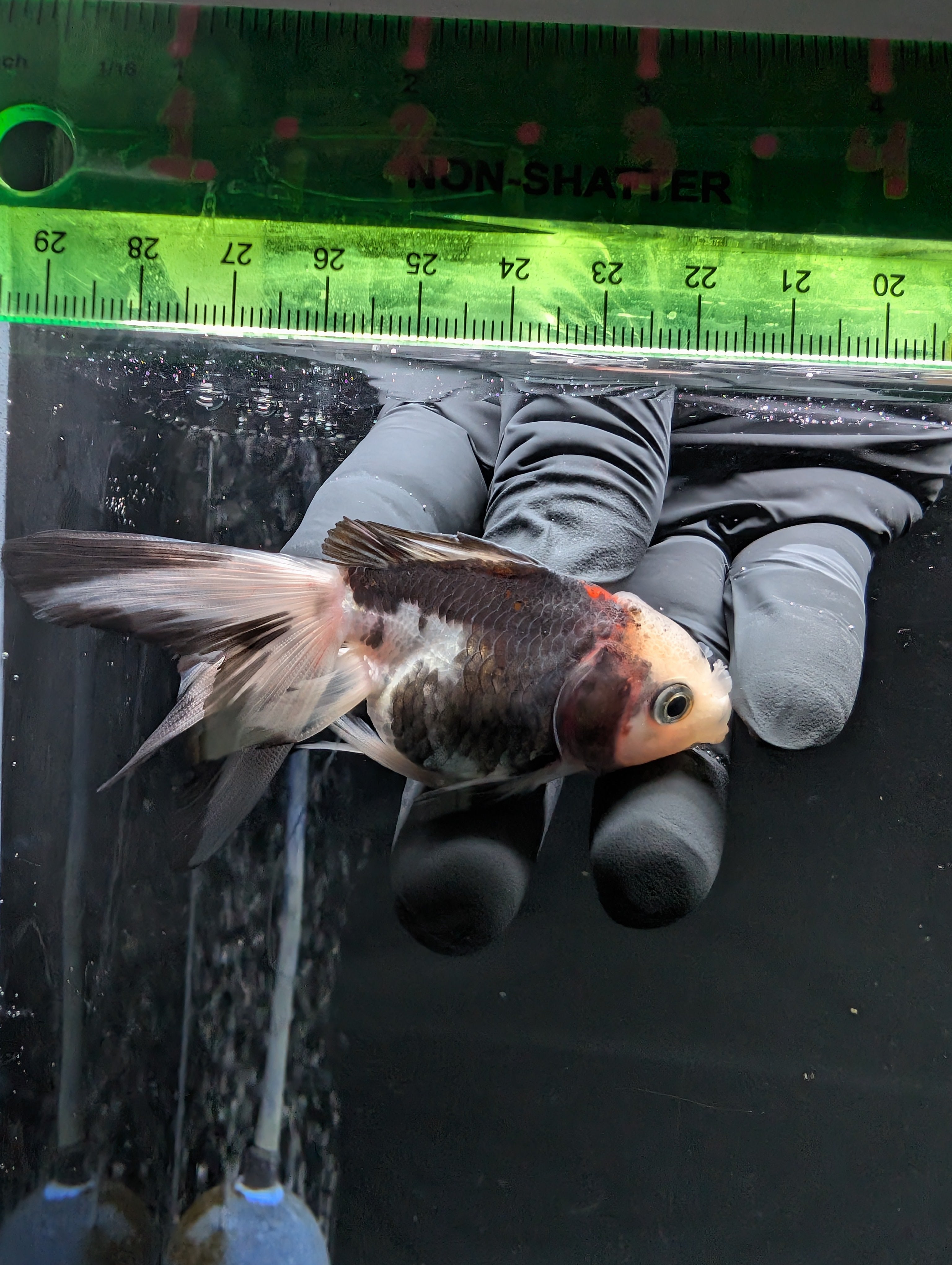 Juvenile Oranda  Tricolor 3"-3.5"in.  ID#619T1A-011