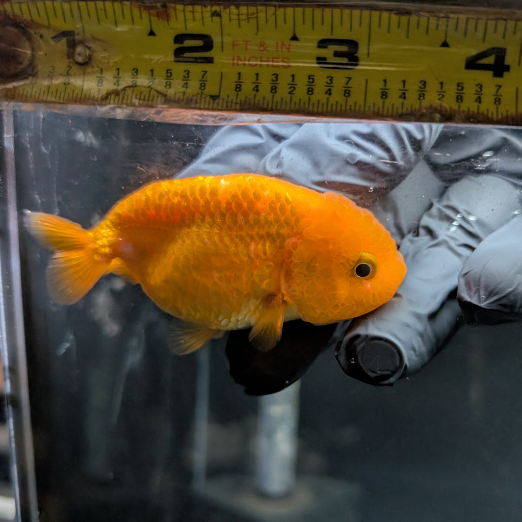 Ranchu Red White 3"-3.5" in. ID#417R13A-005