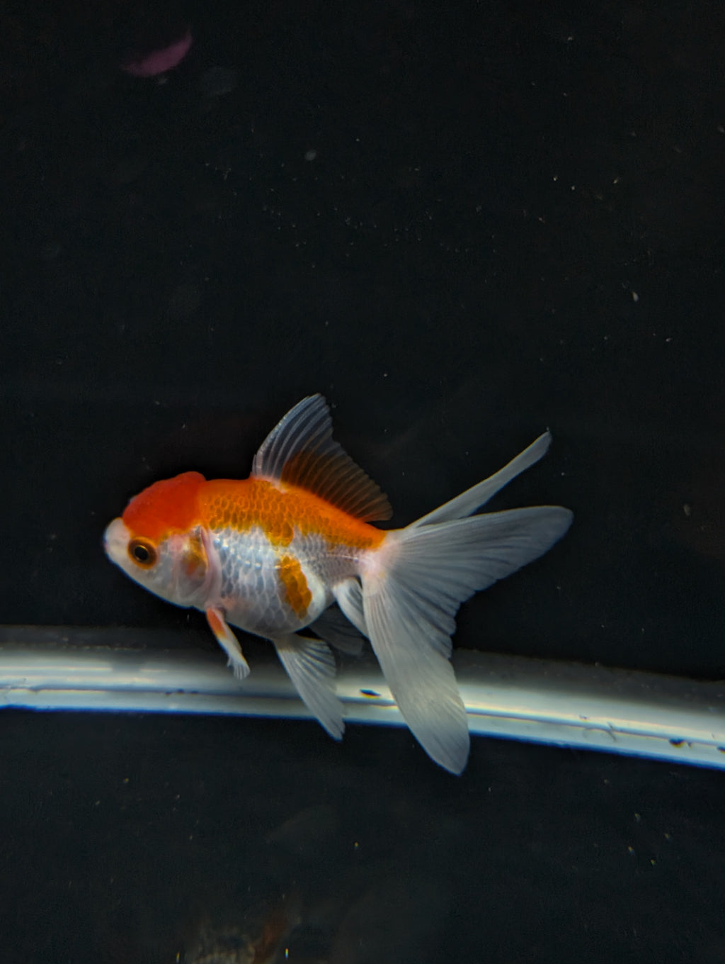 Juvenile Oranda  Red White 3"-3.5"in.  ID#619T1A-003