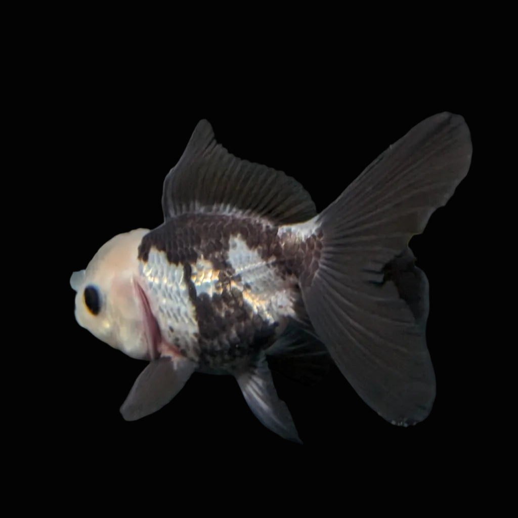 Thai Baby Oranda Panda 3"in.  ID#807T1A-001