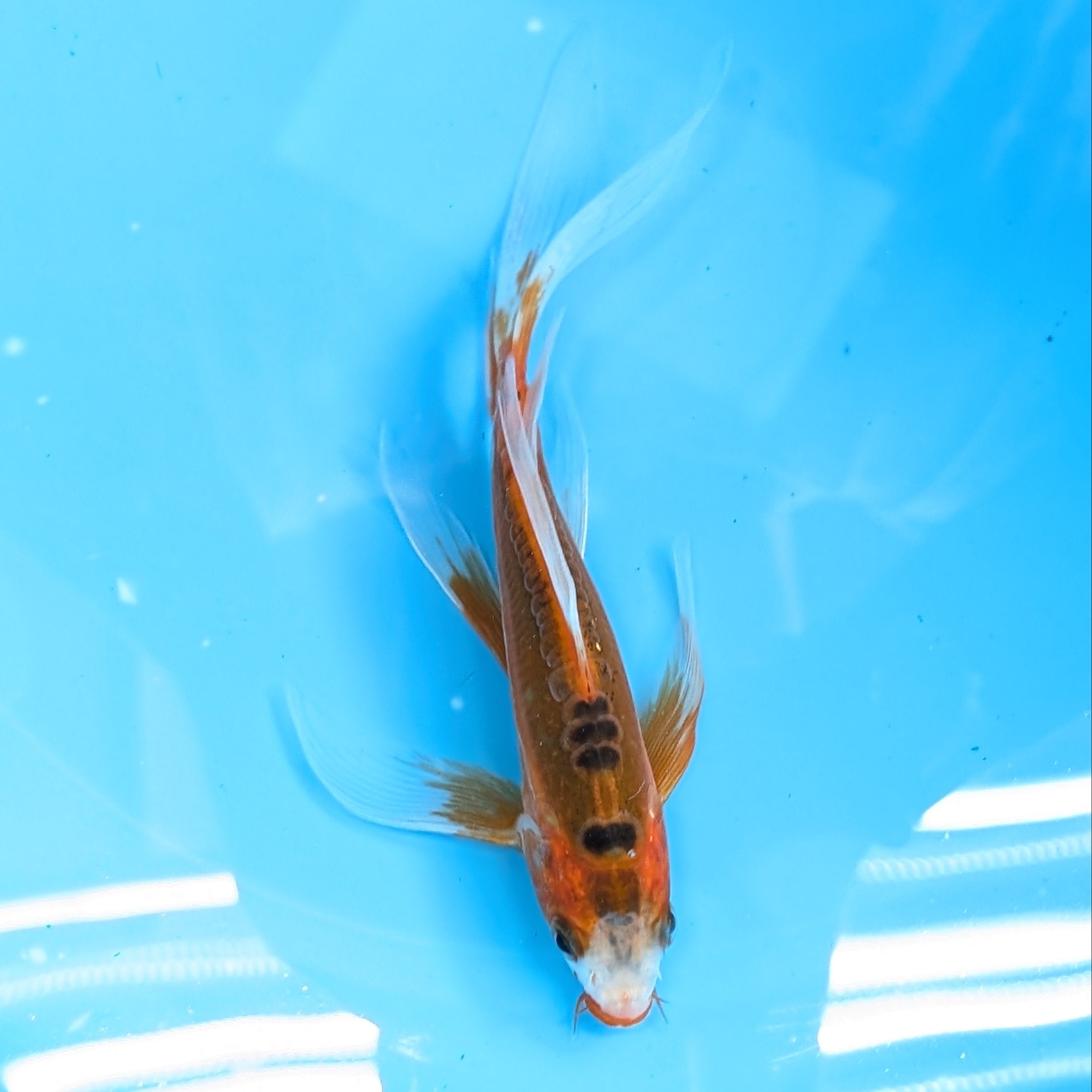 Shusui Butterfly Koi  6"-7" in. ID#727BFK-001