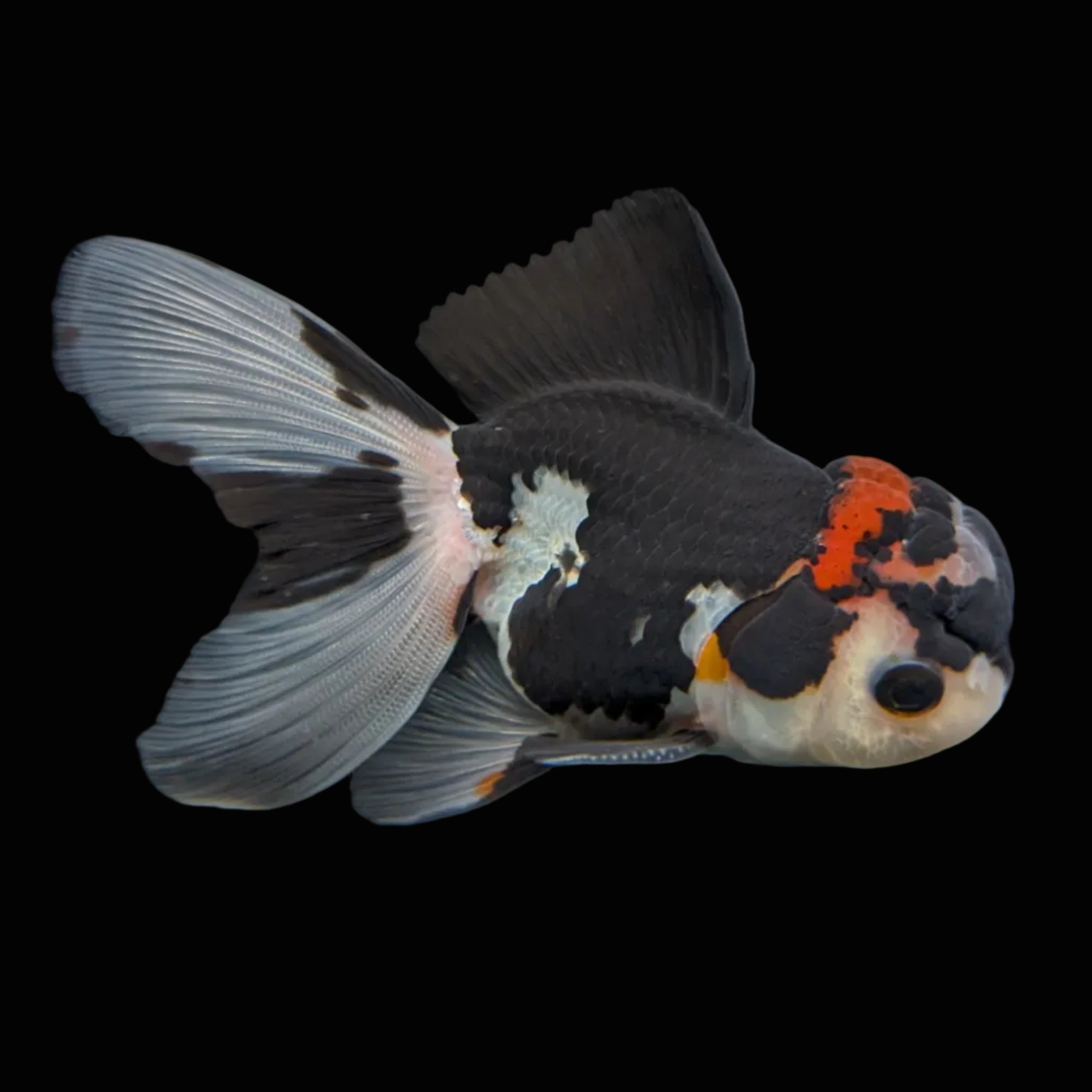 Thai Juvenile Oranda Tricolor 3.5"-4"in.  ID#731T1A-053