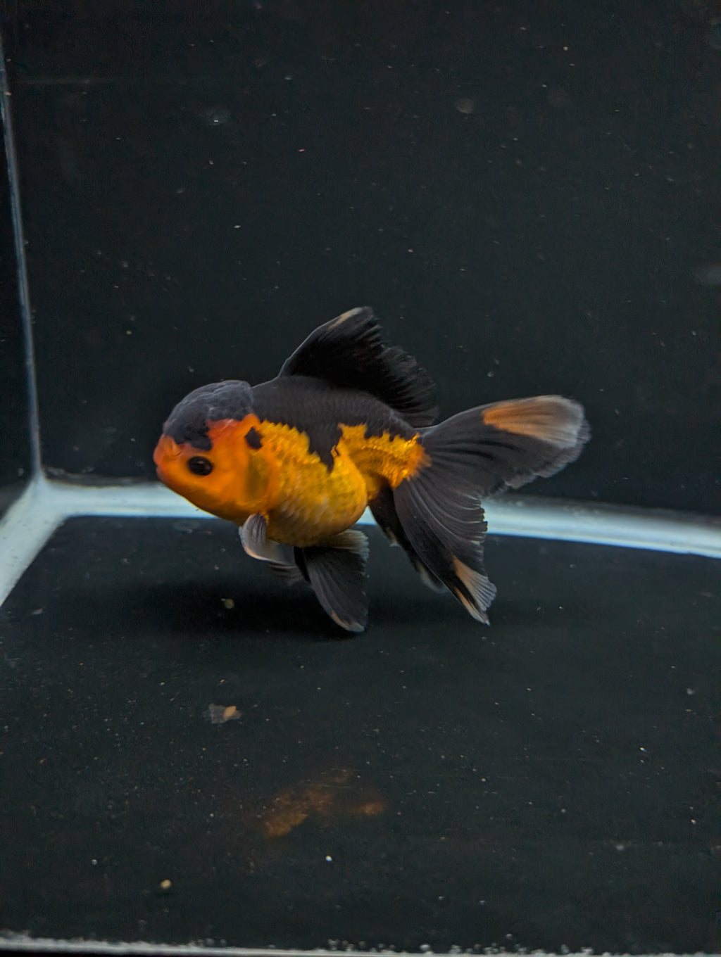 Thai Oranda Red Black 4"-4.5"in.  ID#1016T1A-004