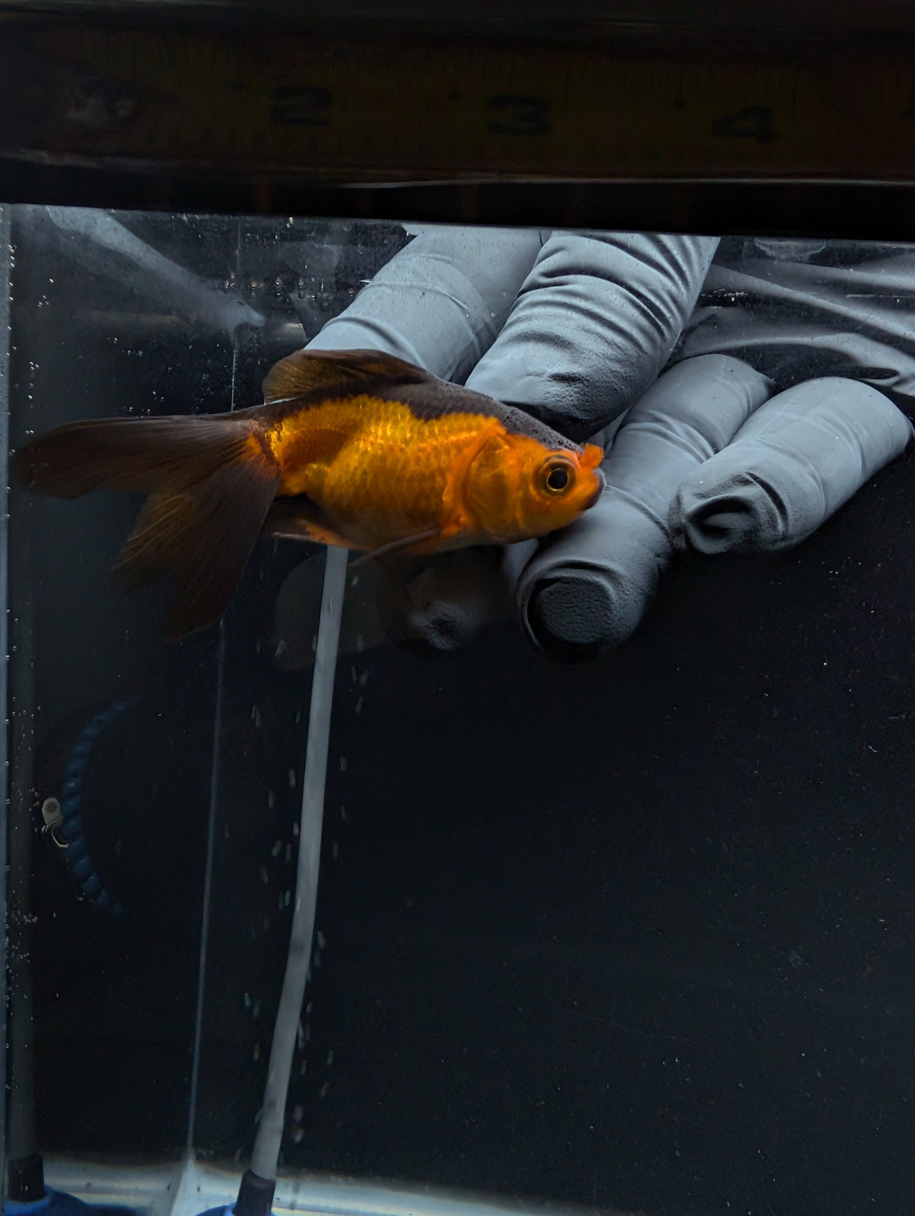 Juvenile Oranda Red Black 3"-3.5"in.  ID#529T1A-055