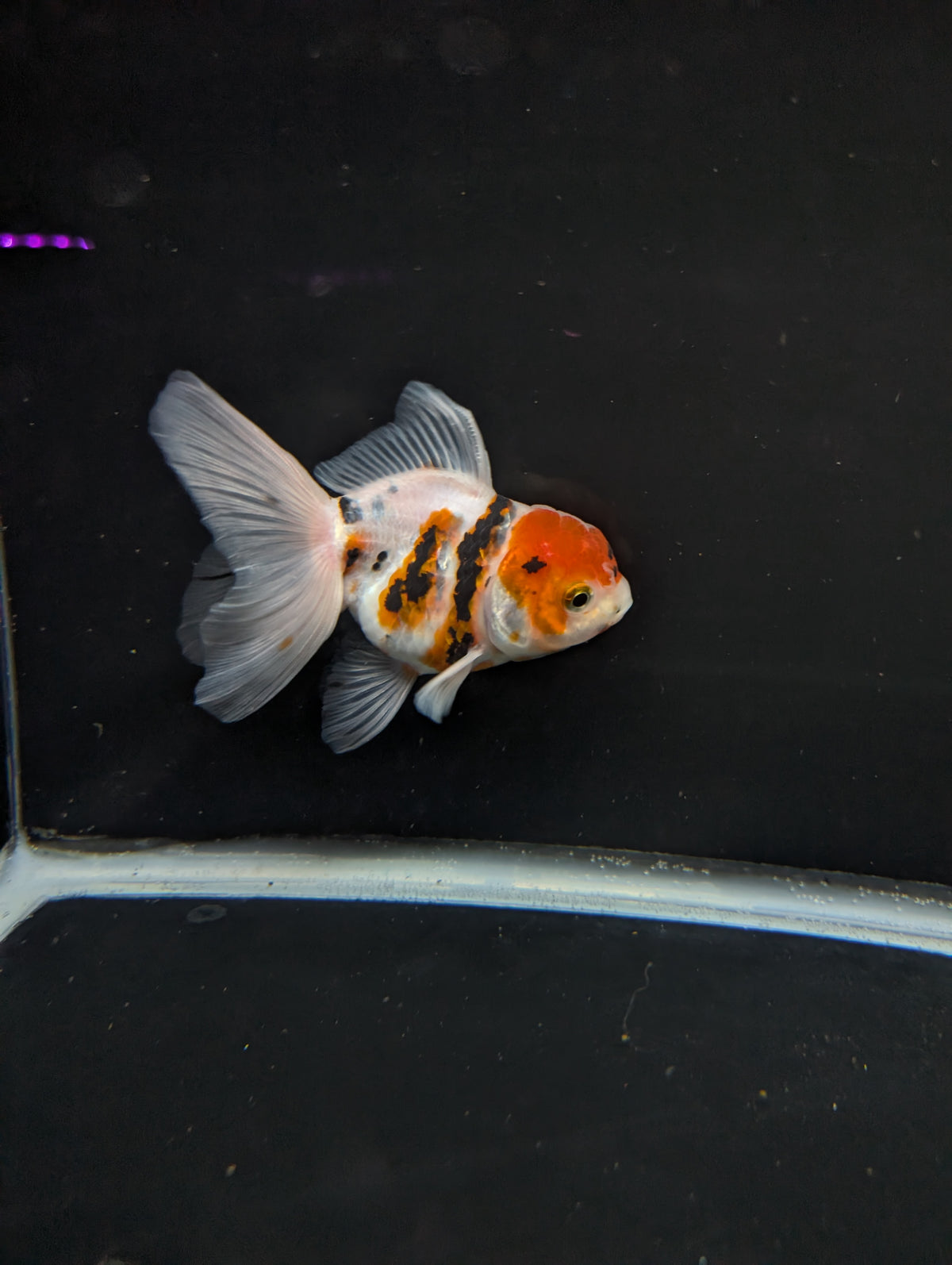 Thai Oranda White Tiger Calico 4"-4.5"in.  ID#1016T1A-002