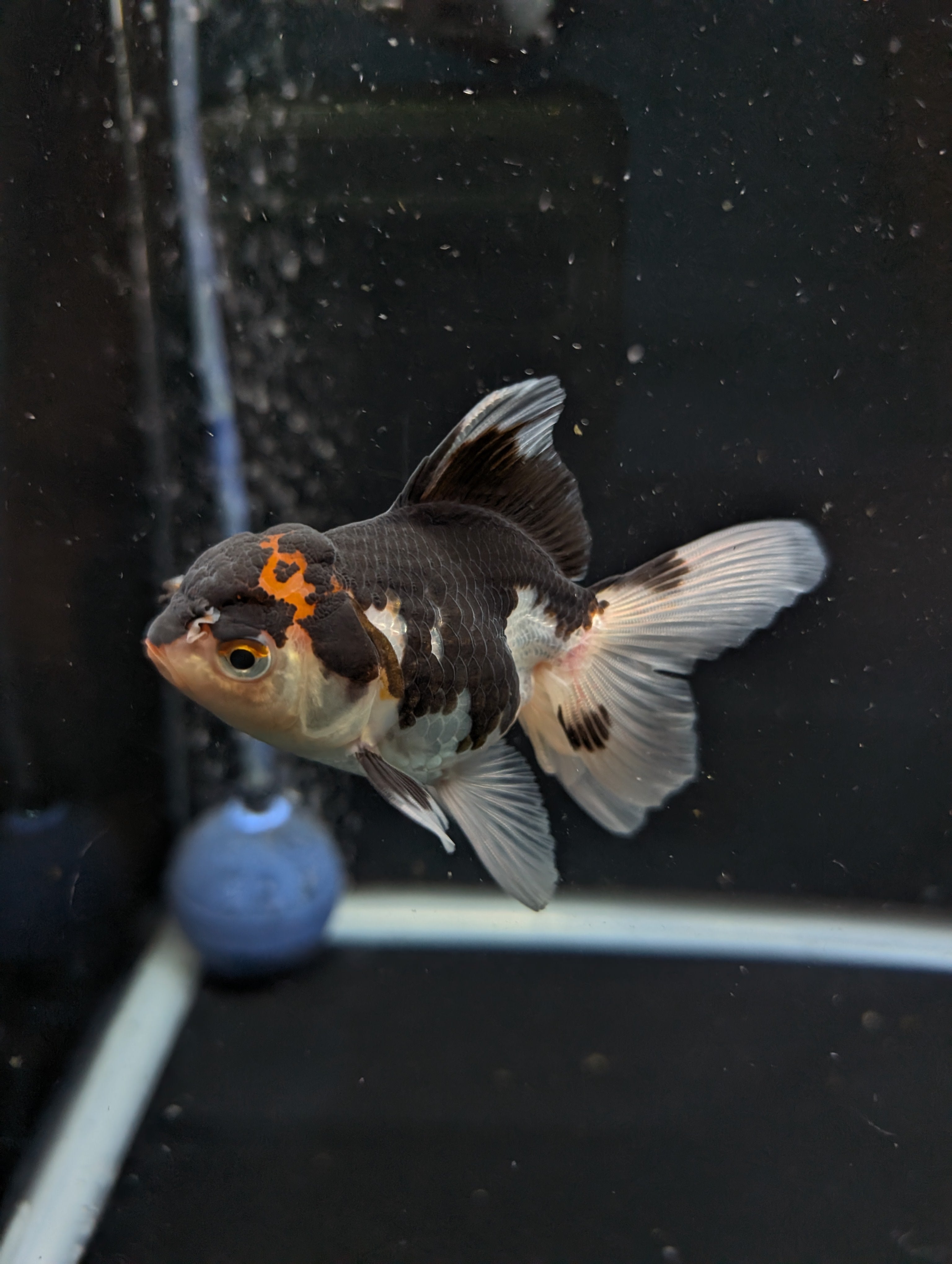 Thai Juvenile Oranda Tricolor 3"-3.5" in.  ID#626T1A-002