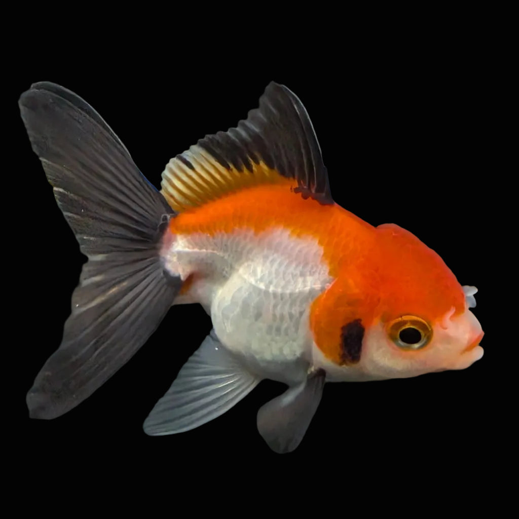 Juvenile Thai Oranda Tricolor 3"in.  ID#814T1A-009