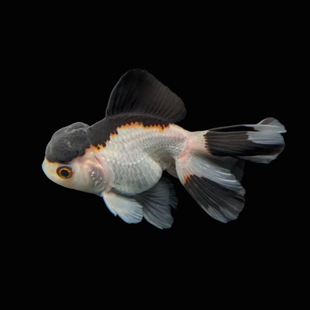 Juvenile Oranda Panda 3.5"-4" in.  ID#501T2A-011