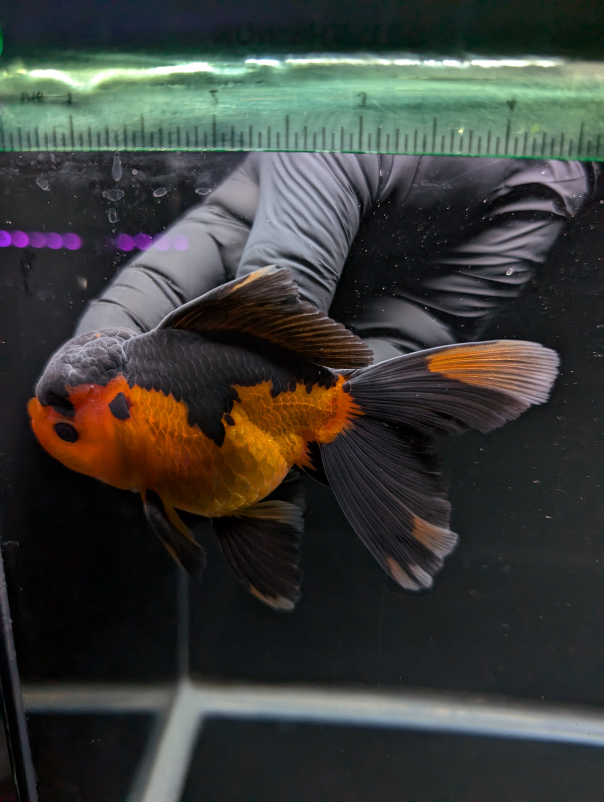 Thai Oranda Red Black 4"-4.5"in.  ID#1016T1A-004