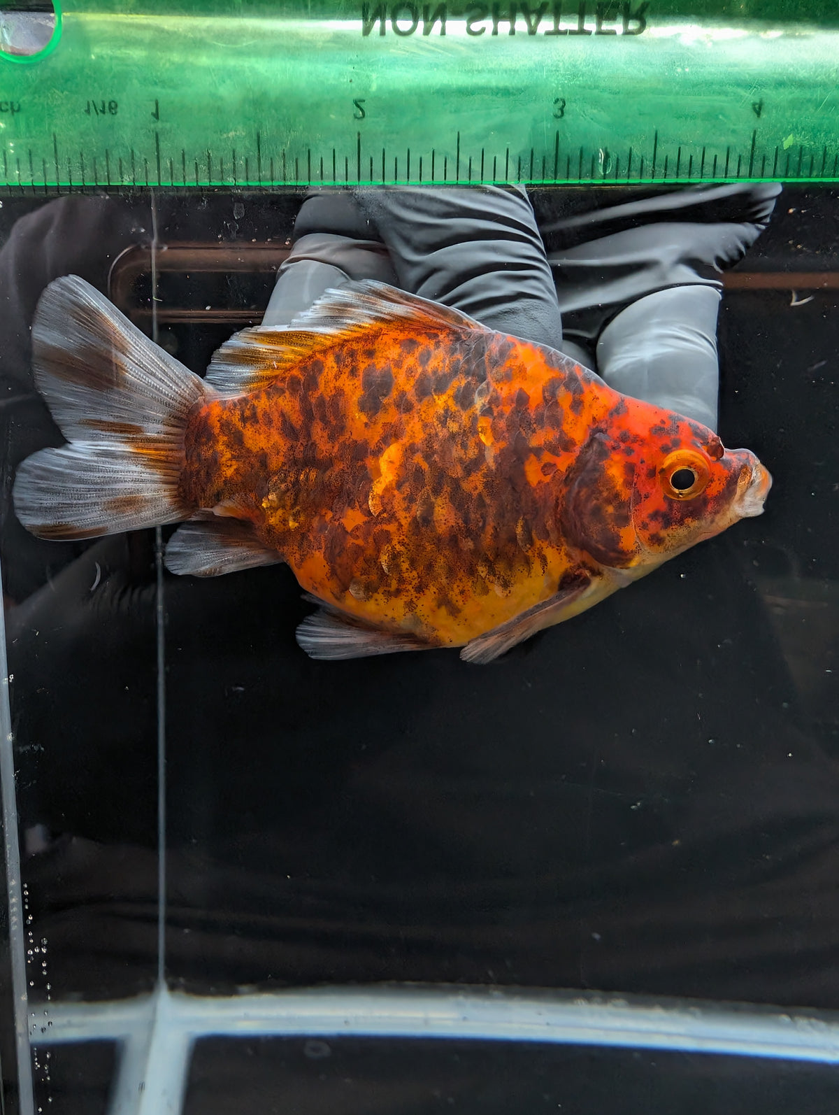 Tamasaba Calico 4" in. ID#1023TM1B-021