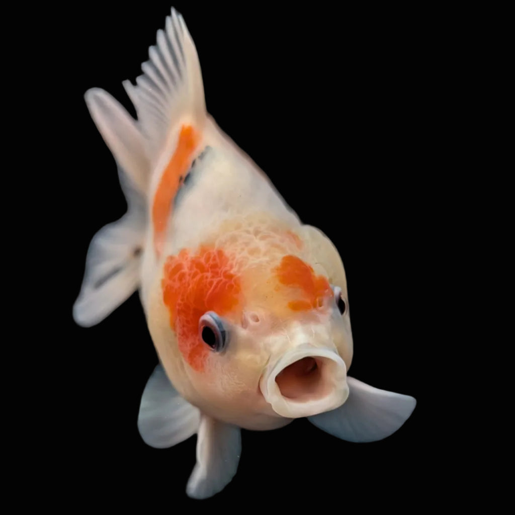 Jumbo Oranda Yuan Bao Sakura   4"-4.5"in. ID#807SB13A-003