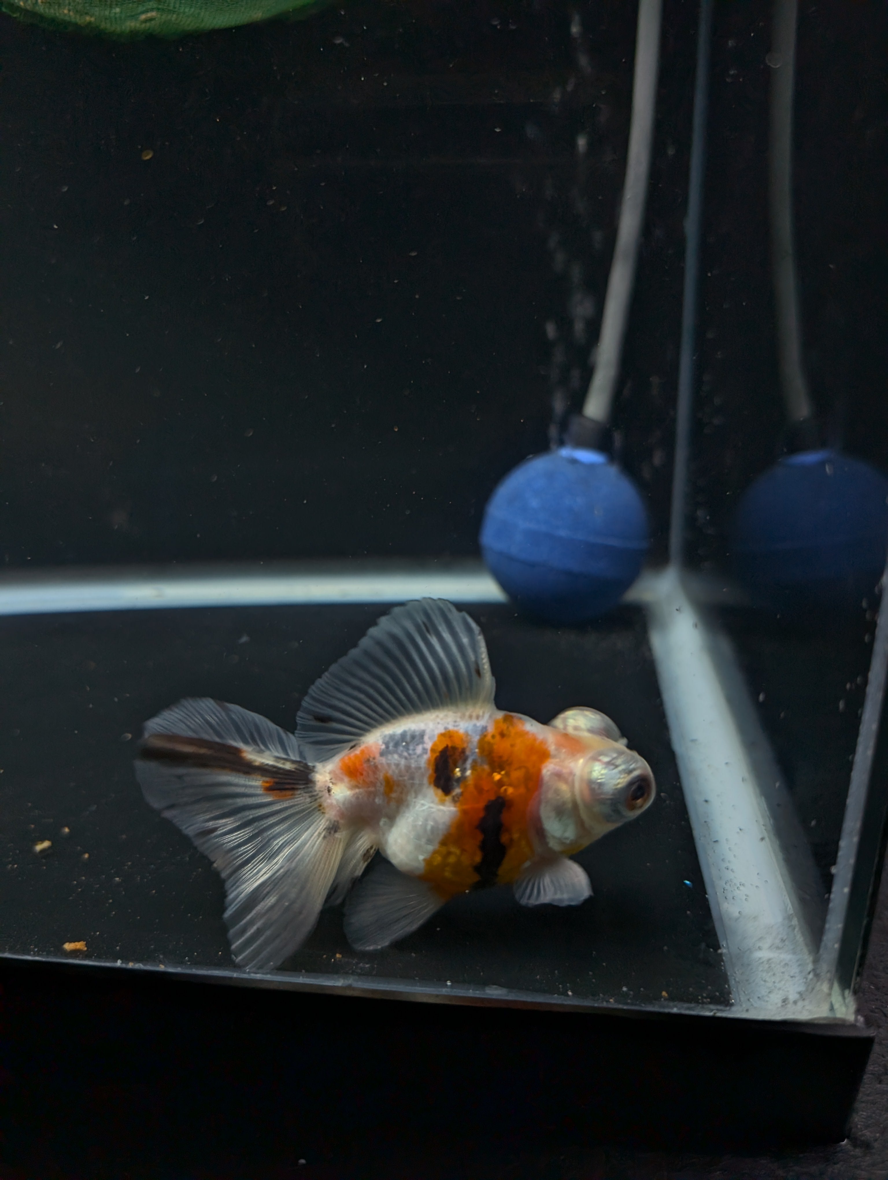Telescope Butterfly Calico 3.5"-4" in. ID#605B6B-038