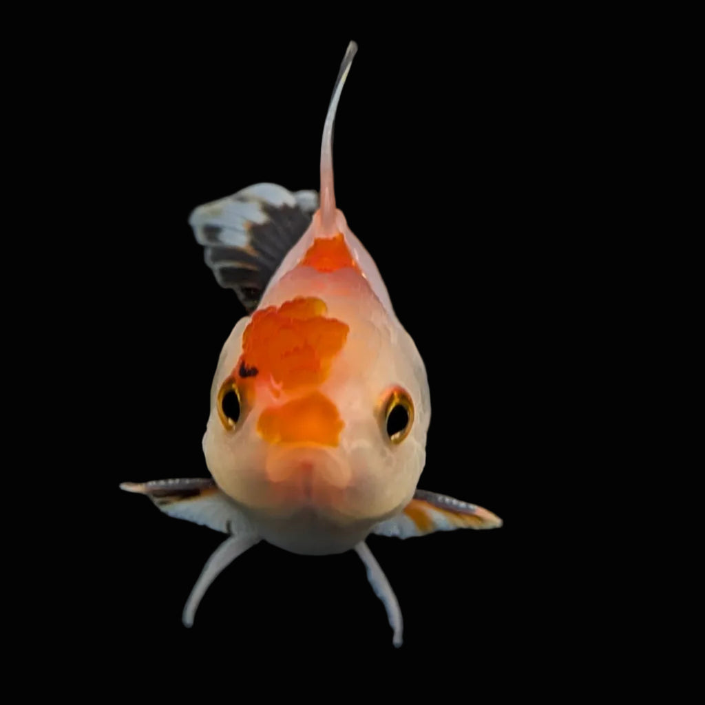 Thai Baby Oranda Tricolor 3"in.  ID#807T1A-004