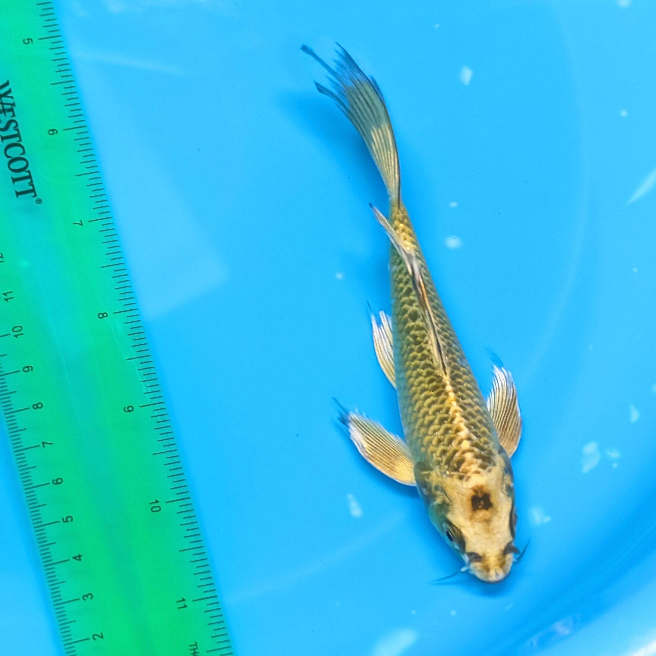Matsuba Butterfly Koi 6"-7"in. ID#727BFK-009