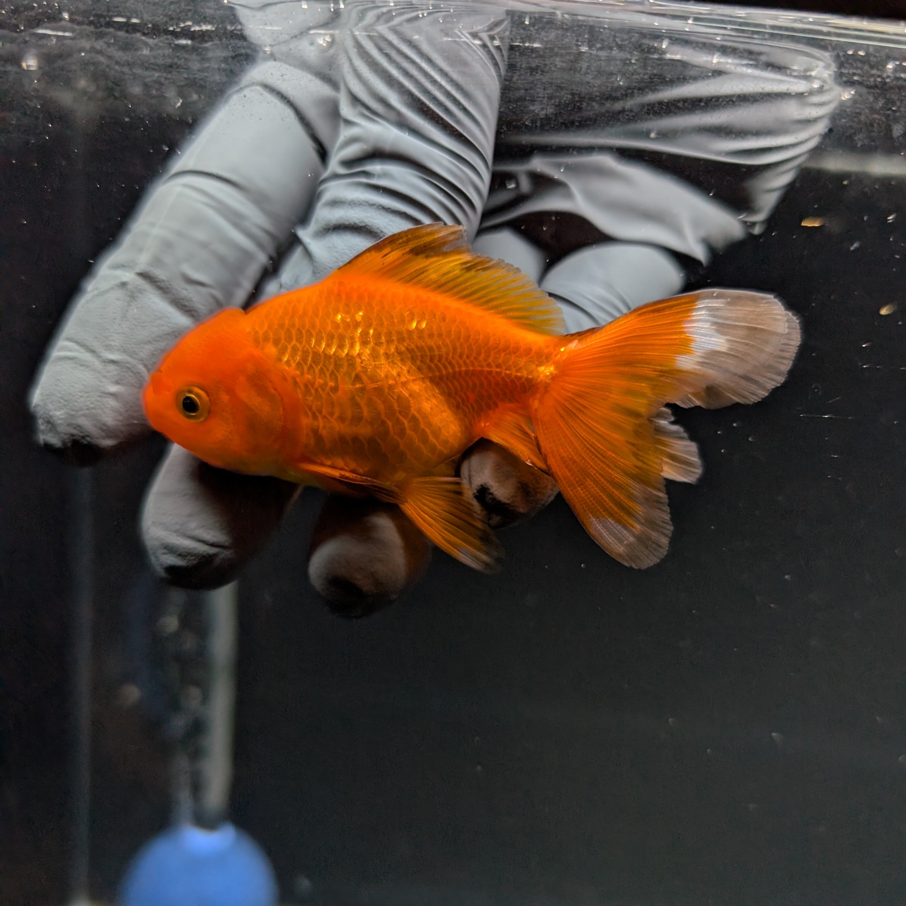 Juvenile Oranda Red Black 3"-3.5"in.  ID#515T2A-014
