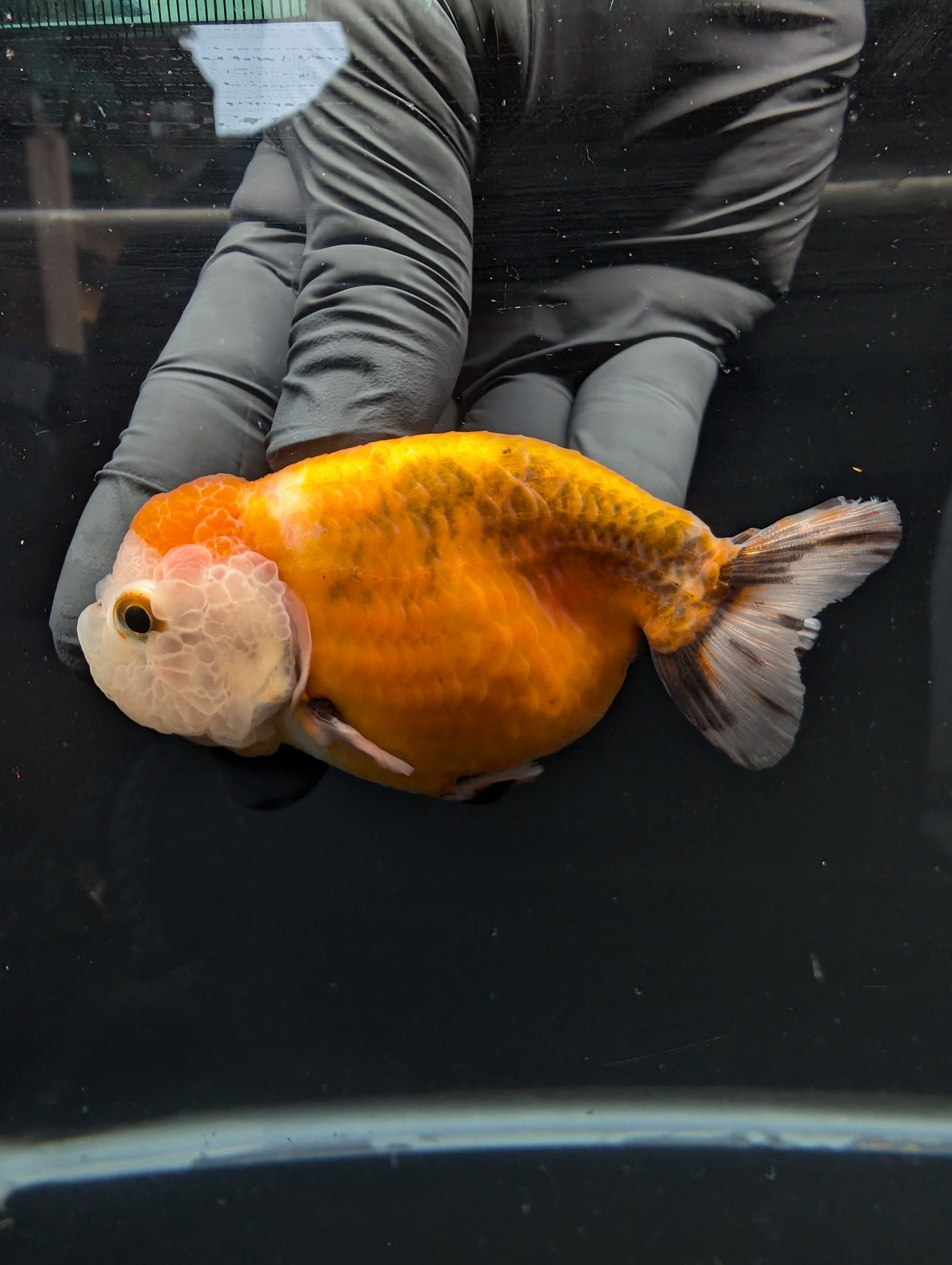 Jumbo Ranchu Calico 3.5"- 4" in. ID#717R8A-002