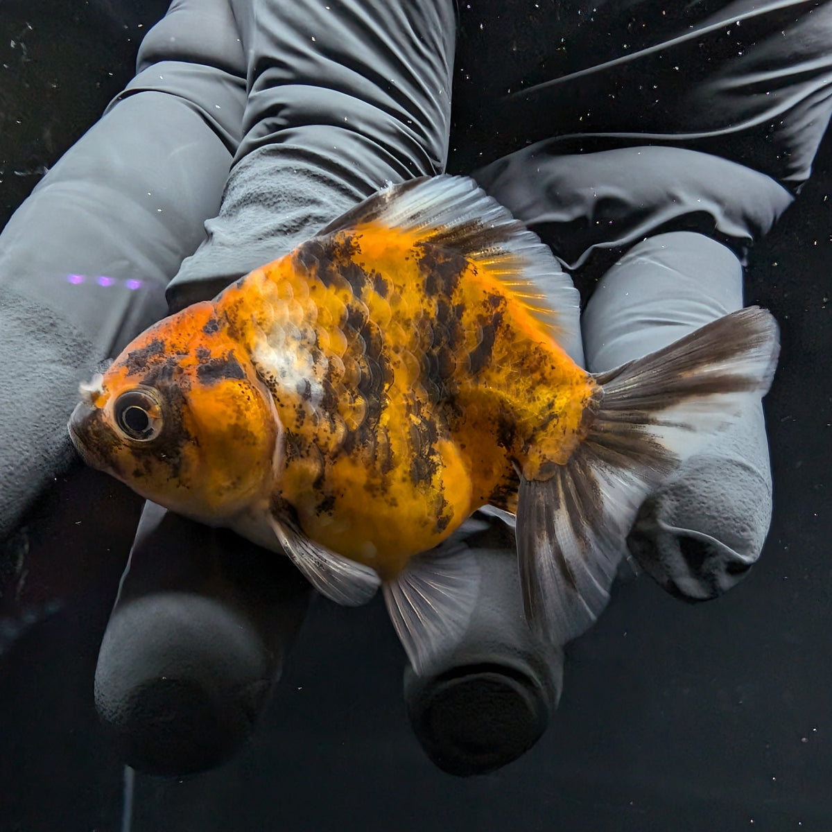 Baby Thai Shogun Oranda Tiger Calico 2"-2.5" in. ID#1016BSG11A-003