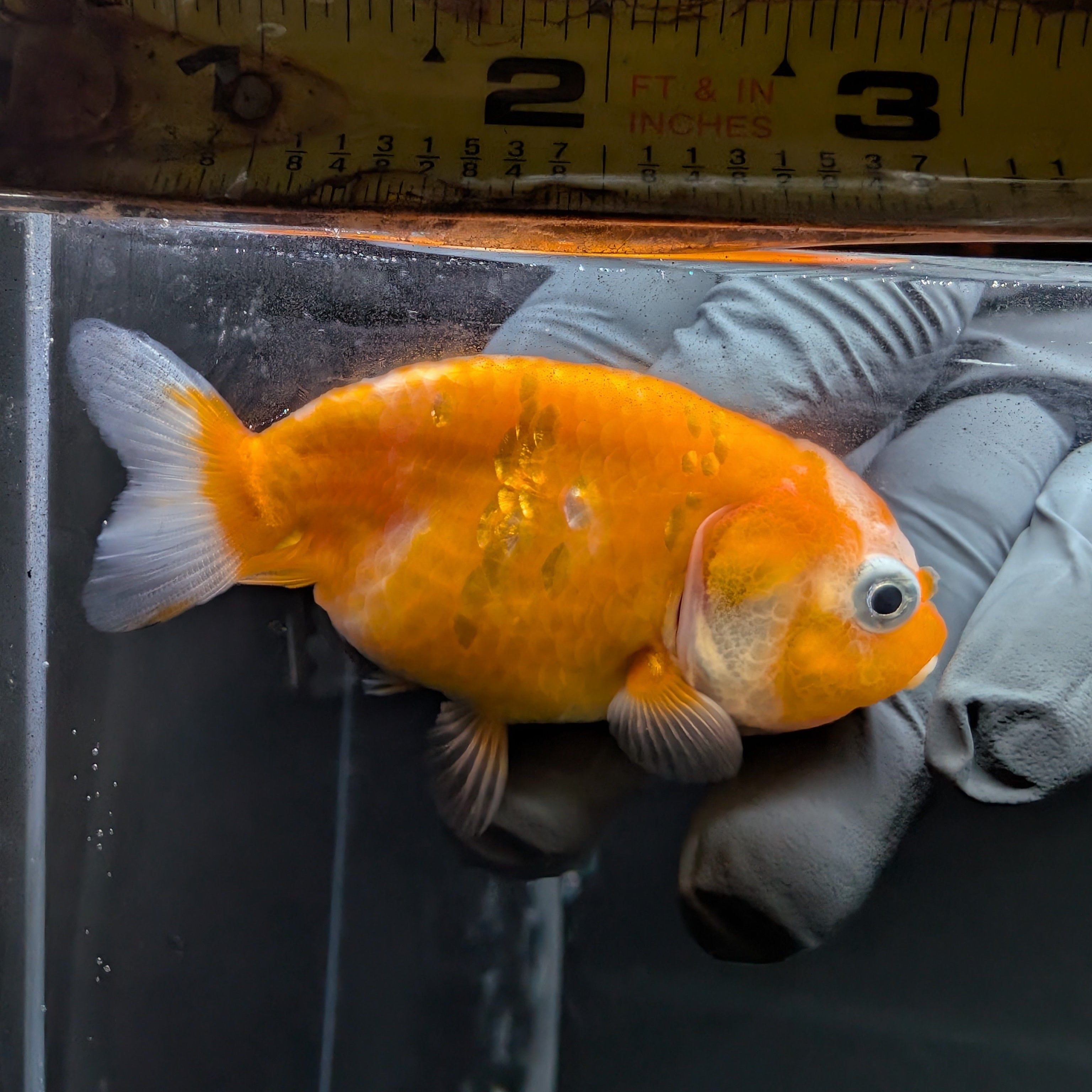 Baby Ranchu Sakura 2.5"-3" in. ID#515R4A-005