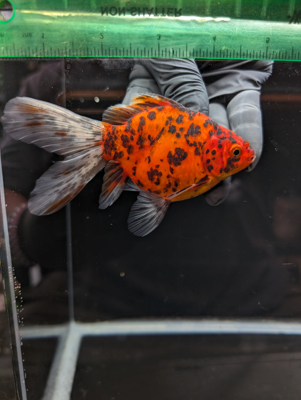 Tamasaba Calico 4" in. ID#1023TM1B-023