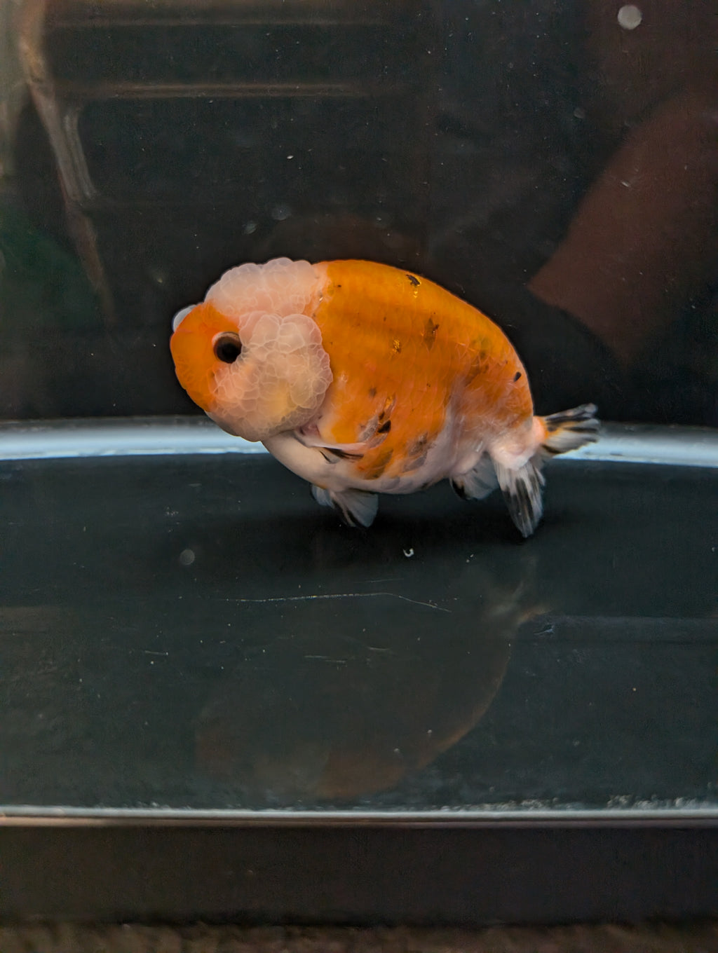 Jumbo Ranchu Sakura Calico 4.5"-5" in. ID#814R8A-022