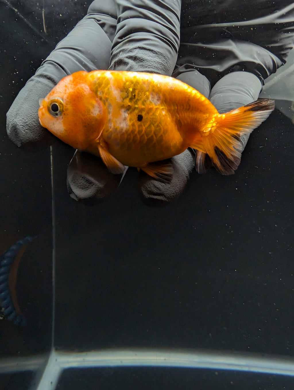 Baby Ranchu Red White 2.5"-3" in. ID#605R4A-075