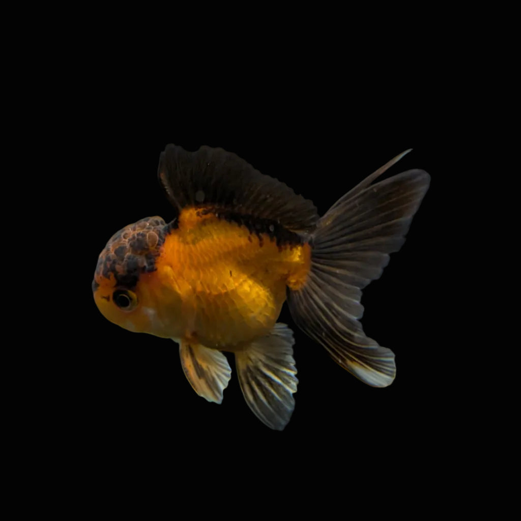 Juvenile Oranda Red Black 3.5"-4" in.  ID#327T13b-035