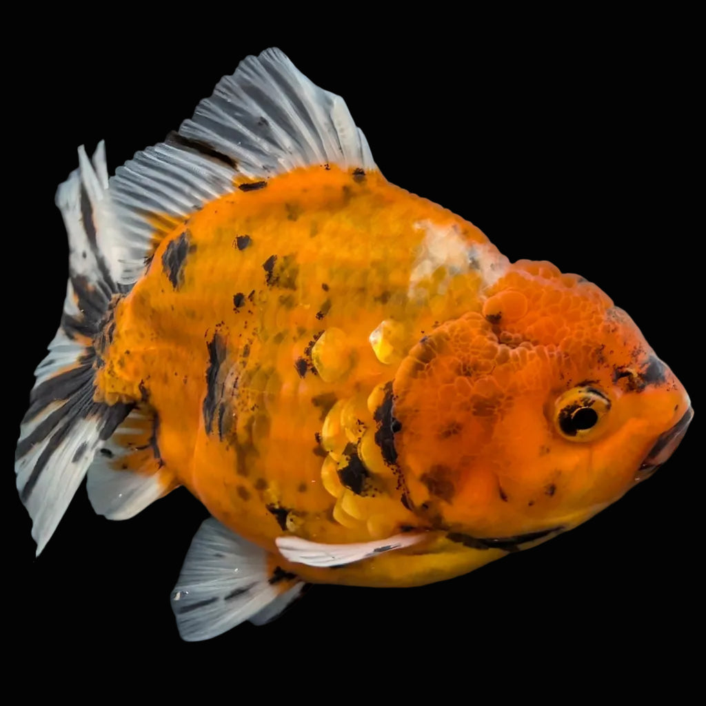 Jumbo Oranda Yuan Bao Calico   4"-4.5"in. ID#807SB13A-001