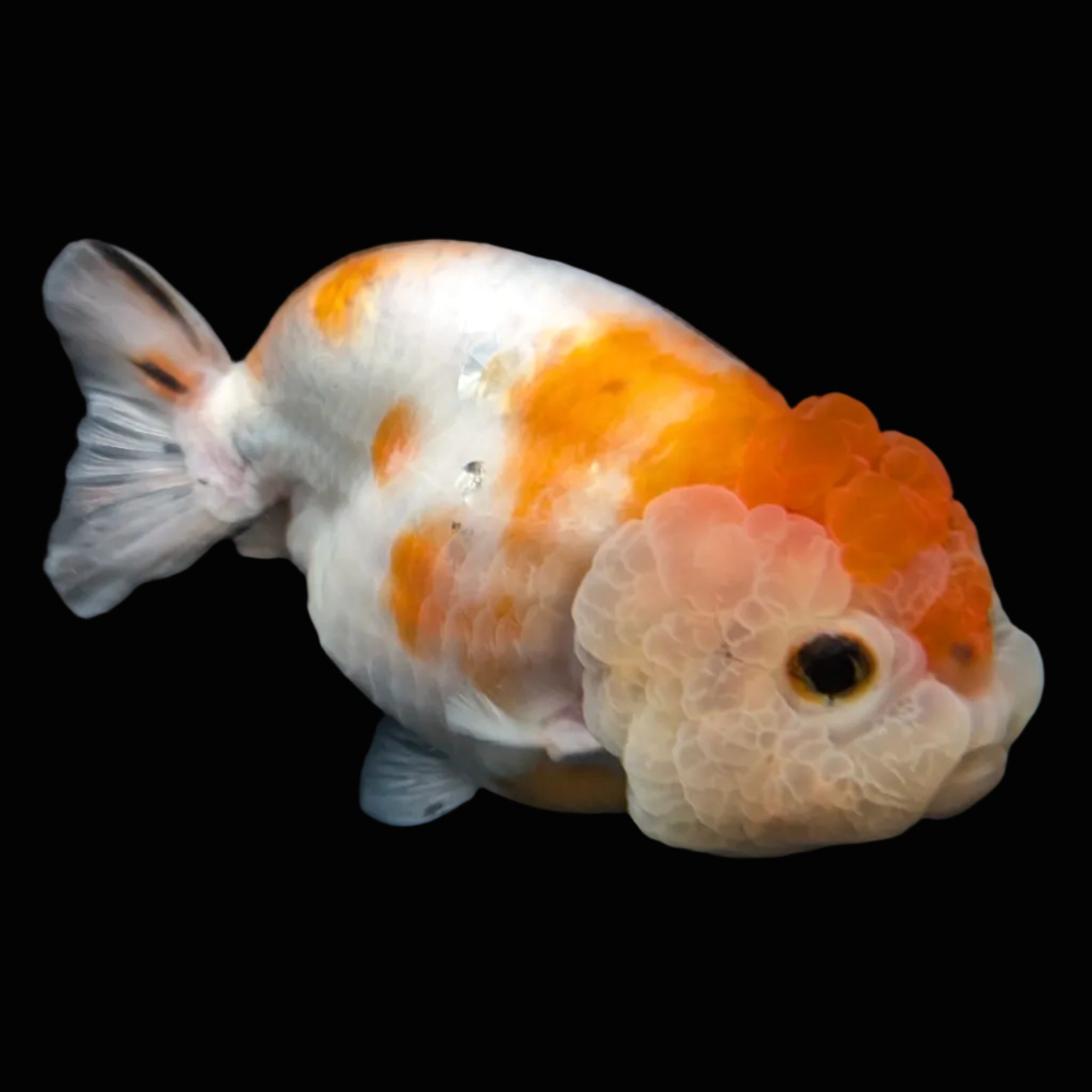 Jumbo Ranchu Sakura 4.5"-5" in. ID#828R8A-054