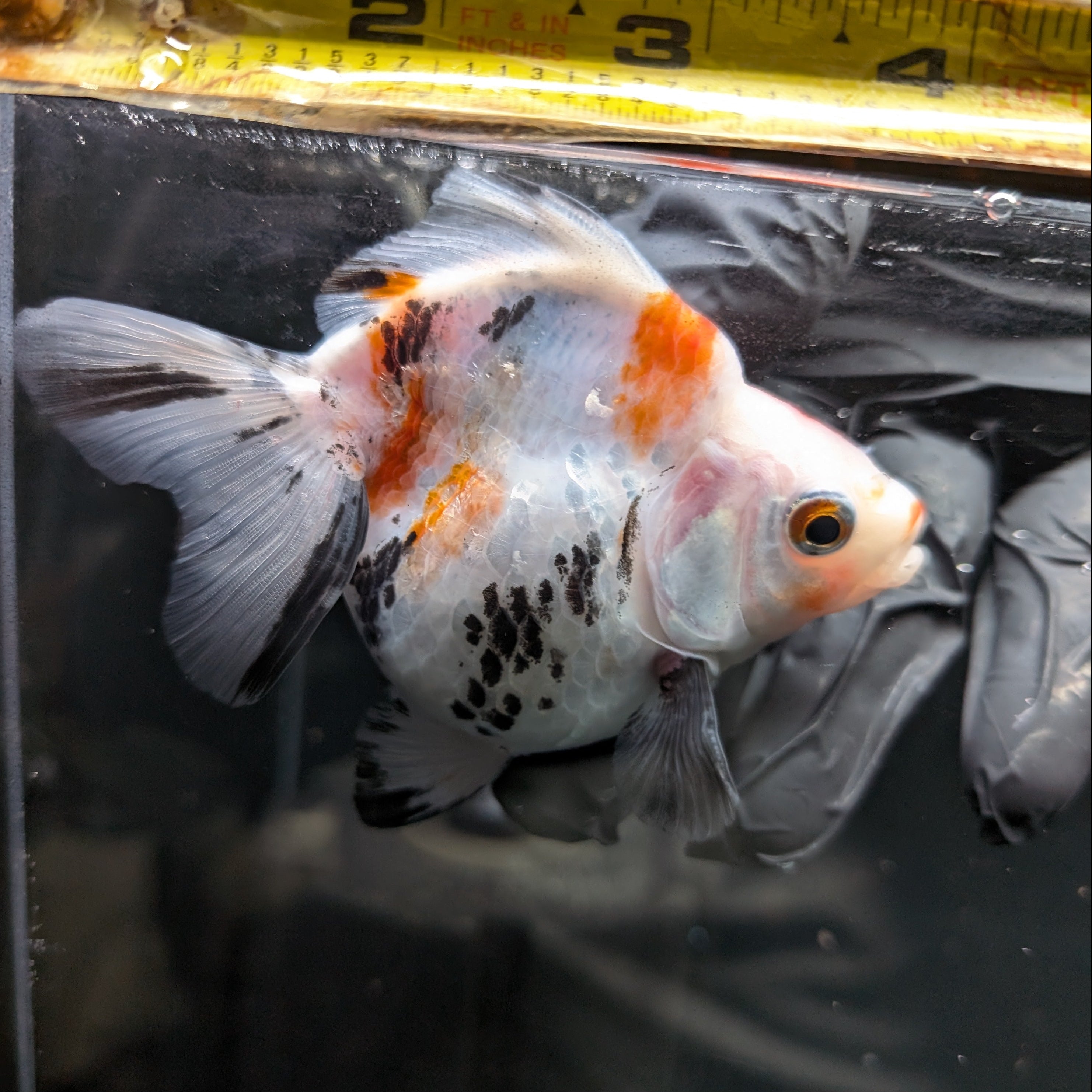 Jumbo Ryukin Short Tail Kirin Calico 4"-4.5" in. ID#4245B-001