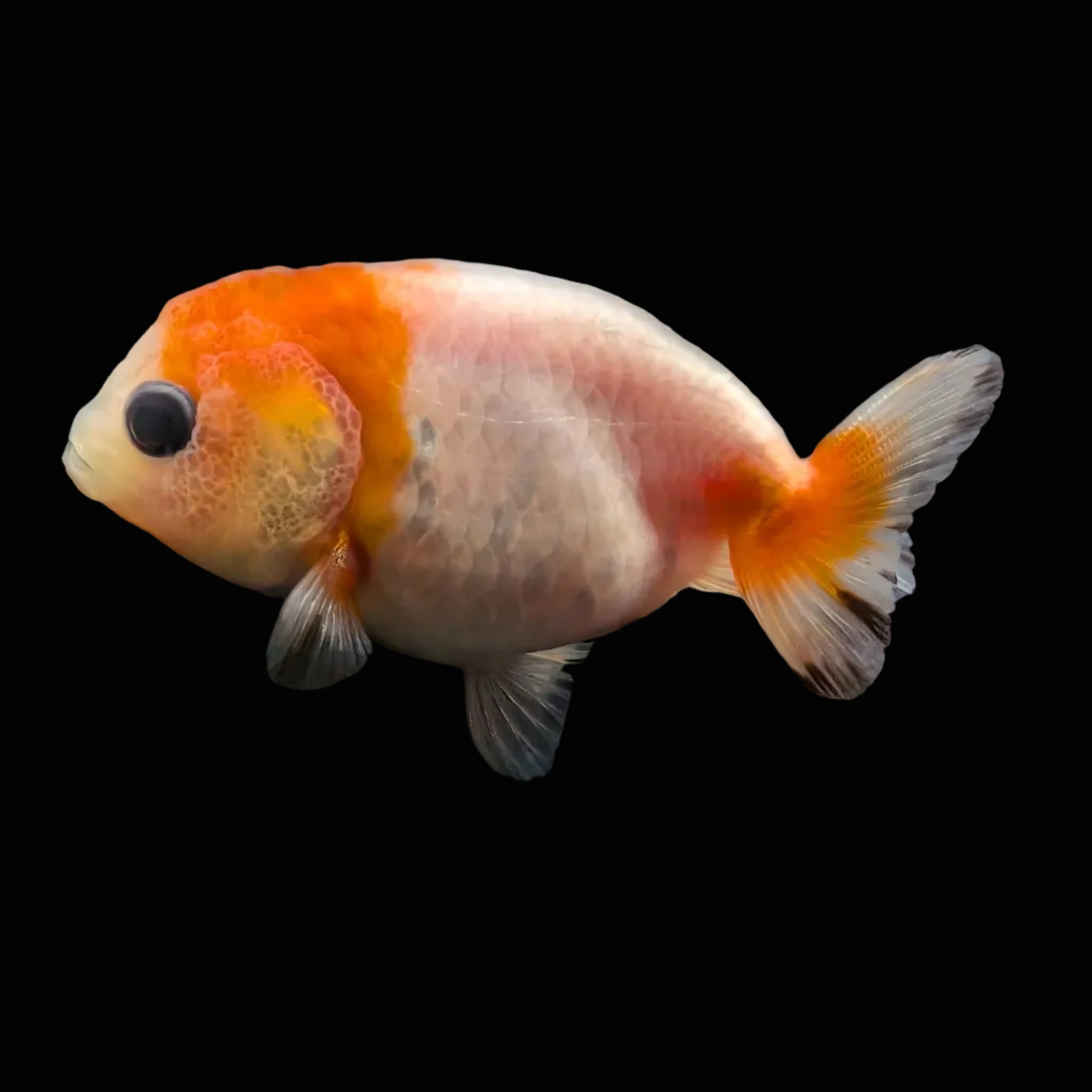 Ranchu Sakura 2.5"-3" in. ID#612R4A-086