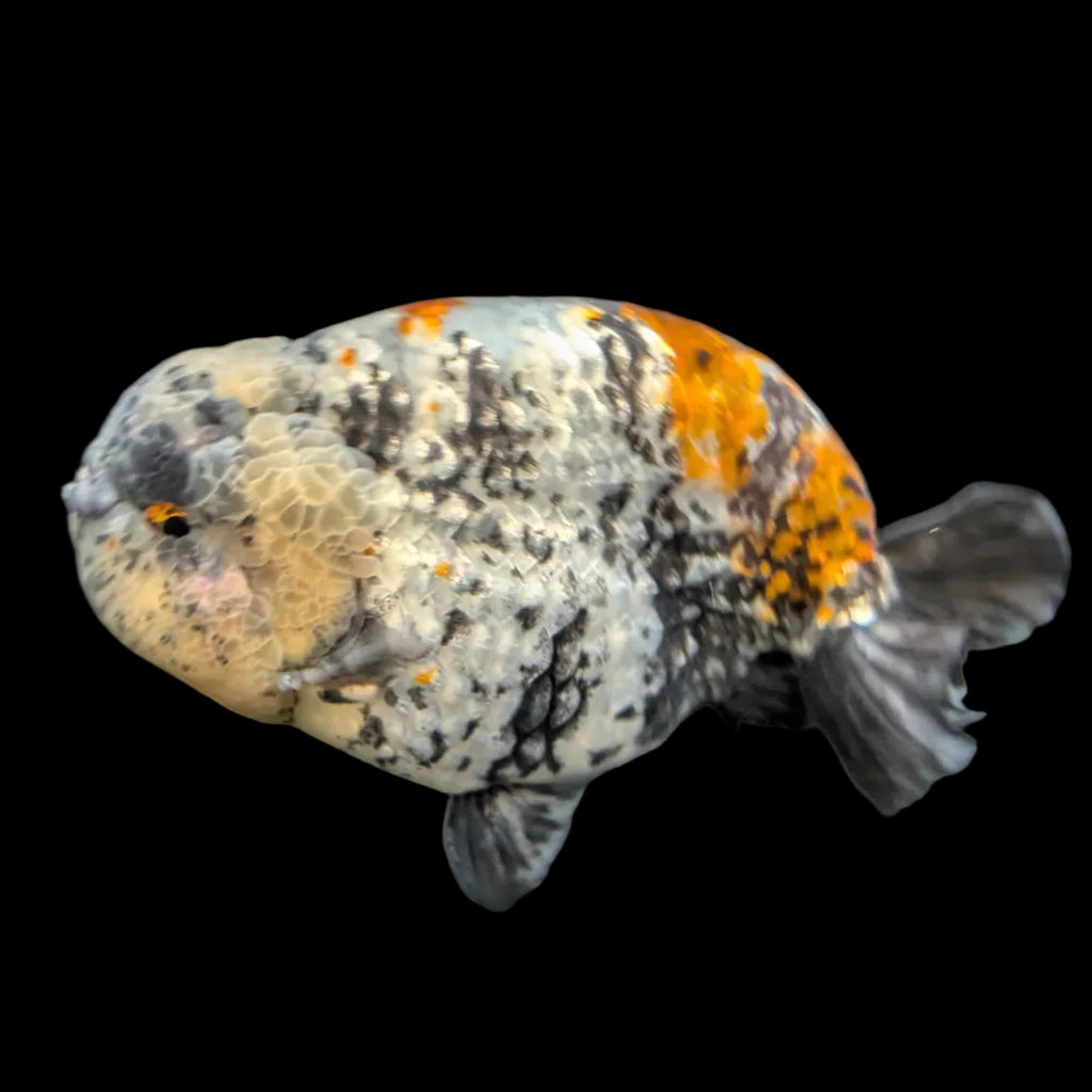 Jumbo Ranchu AA Grade *Special Color Tiger Granite Calico 5.5"-6" in. ID#116R4B-09
